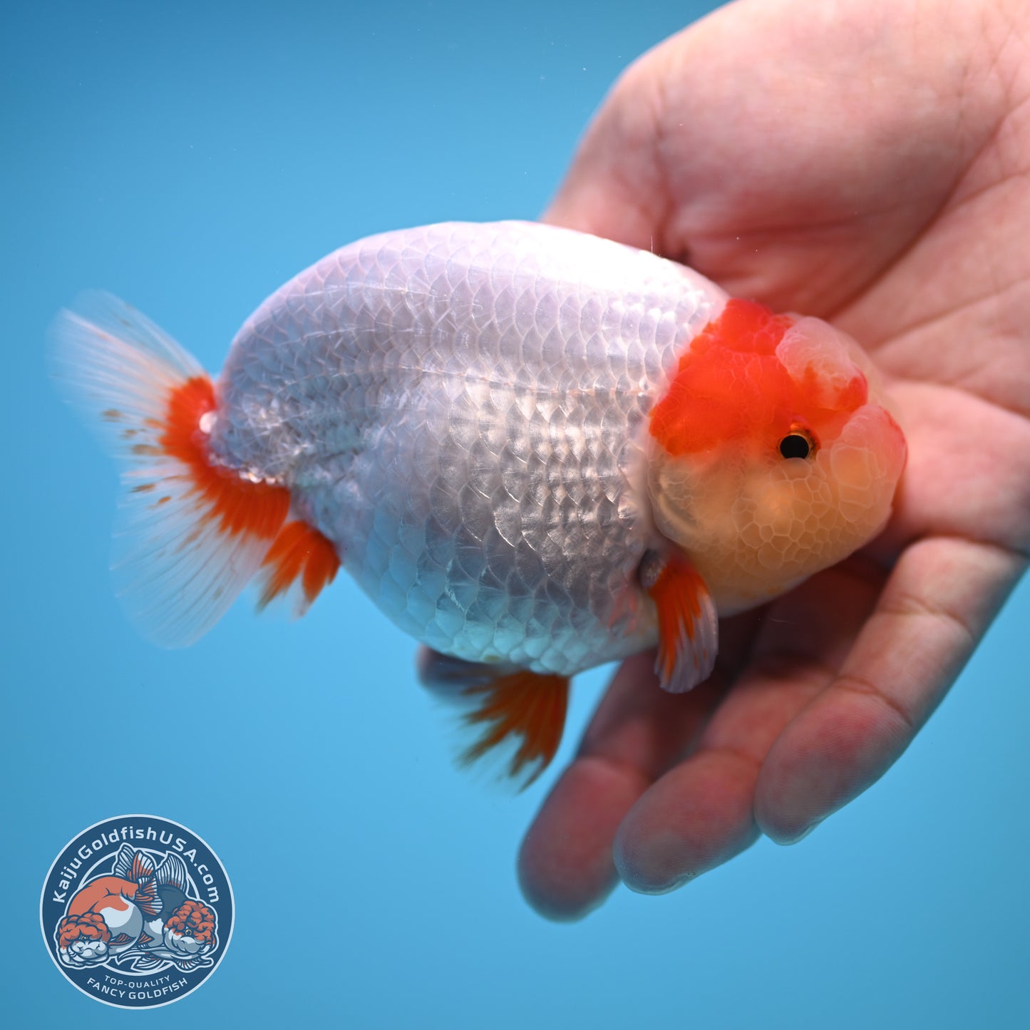 Red White Buffalo Ranchu 4 inch Body (250815_RC01)