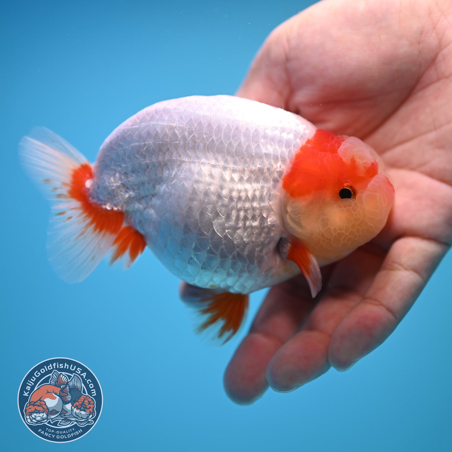 Red White Buffalo Ranchu 4 inch Body (250815_RC01)