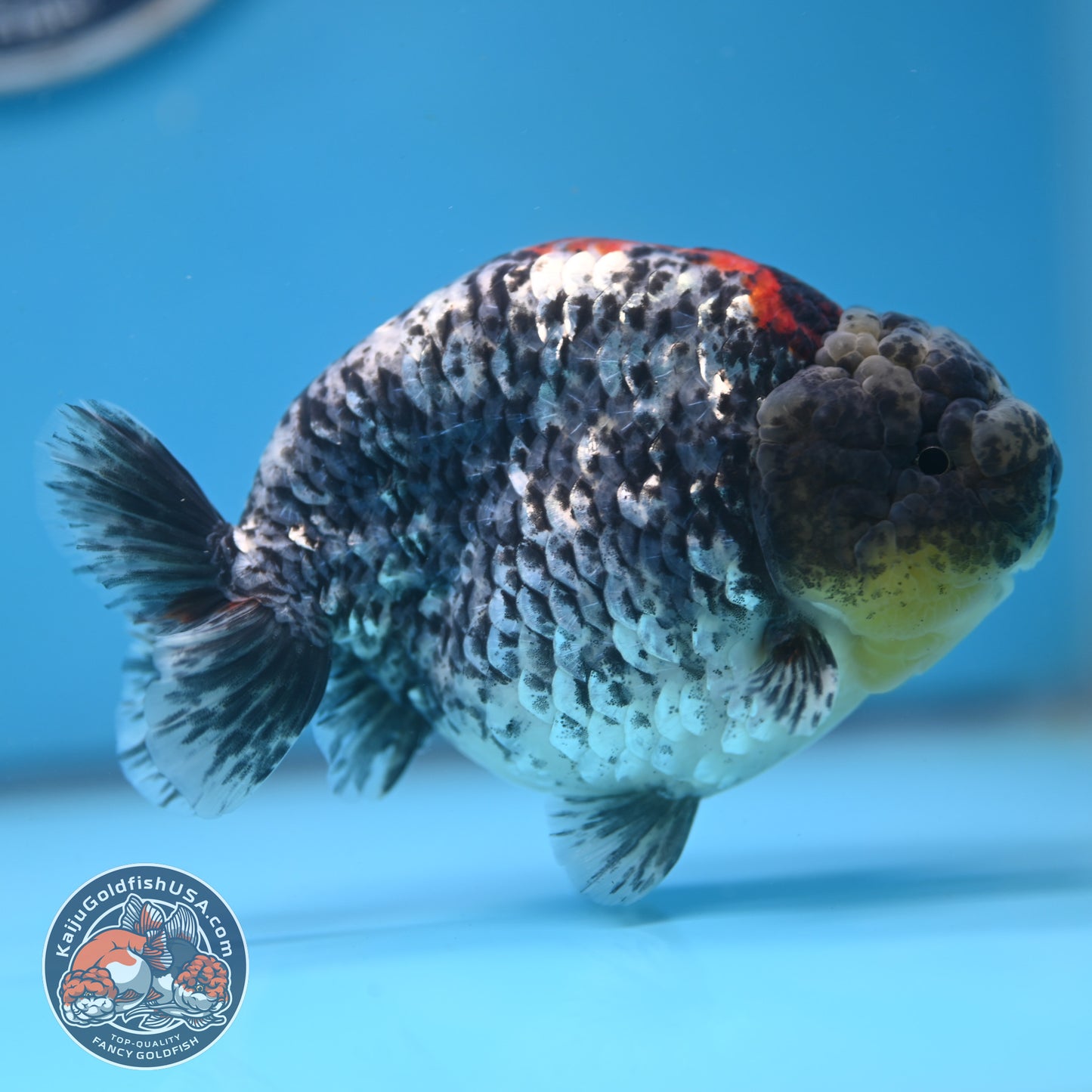 Blue Based Metallic Ranchu 5 inches Body (250523_RC01)