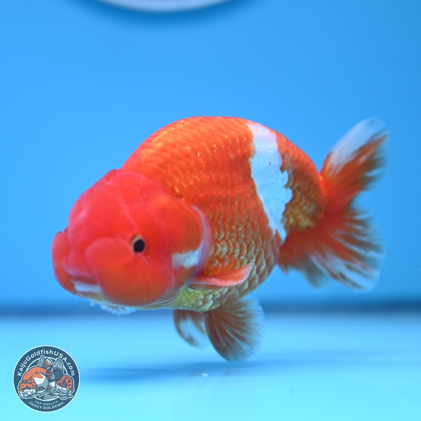 Red White Buffalo Ranchu 5 inches (241011_RC01) - Kaiju Goldfish USA