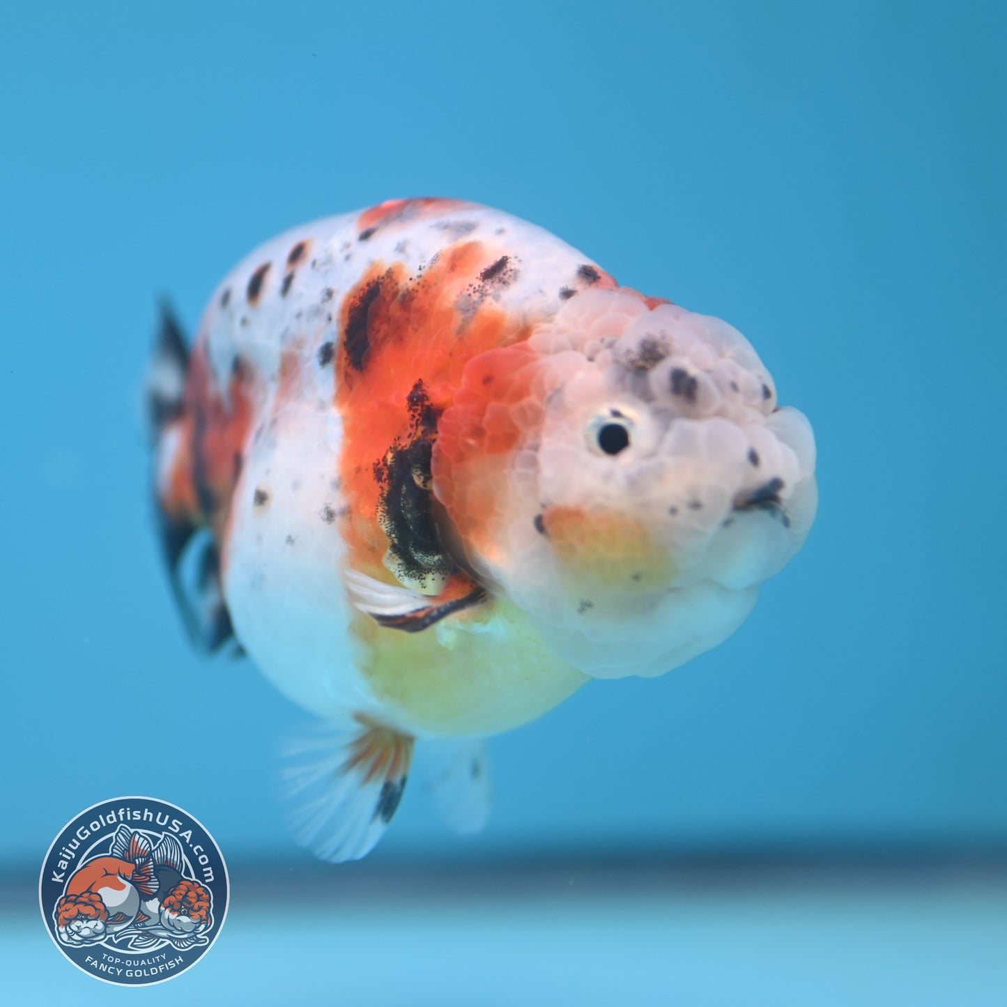 Calico Ranchu 4 inches Body (250606_RC01)