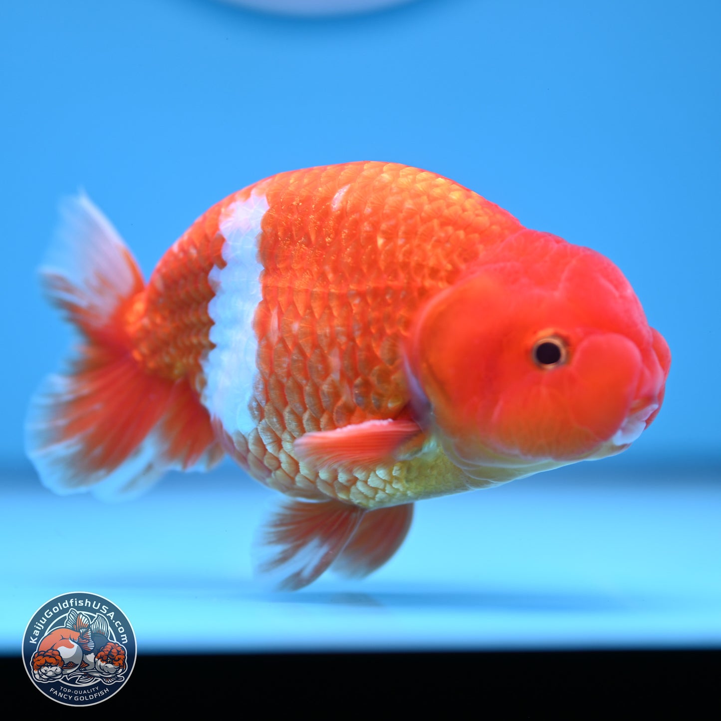Red White Buffalo Ranchu 5 inches (241011_RC01) - Kaiju Goldfish USA
