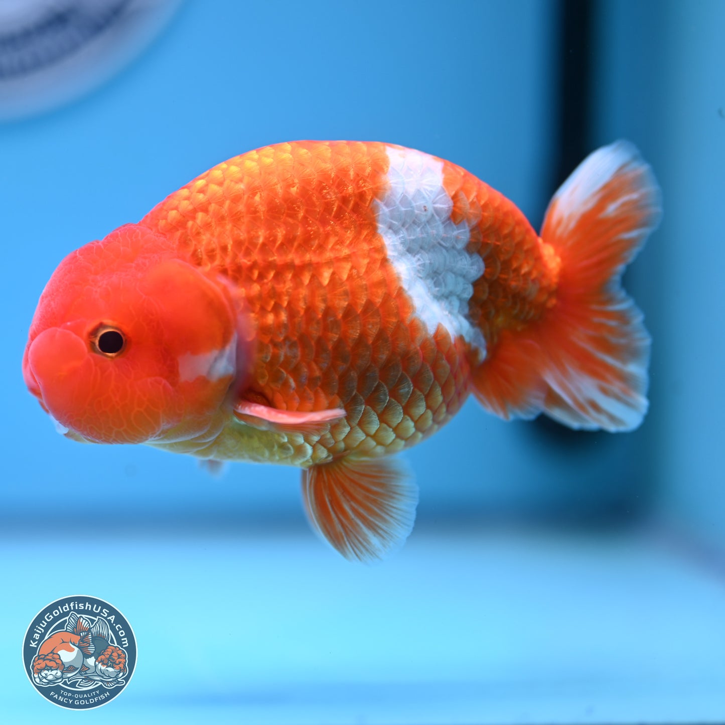 Red White Buffalo Ranchu 5 inches (241011_RC01) - Kaiju Goldfish USA