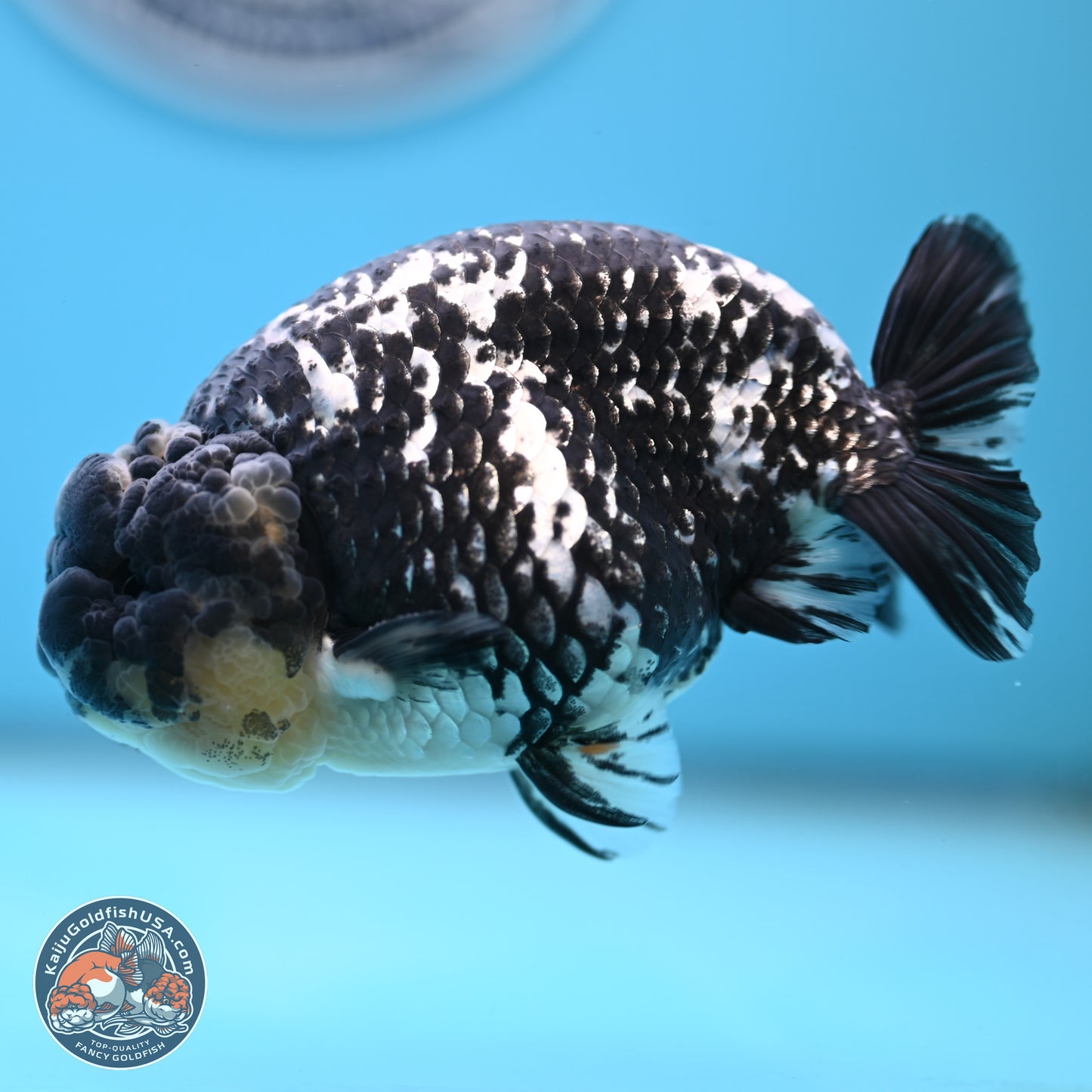 Blue Based Tiger Ranchu 4.5 inches Body - Male (250221_RC01)
