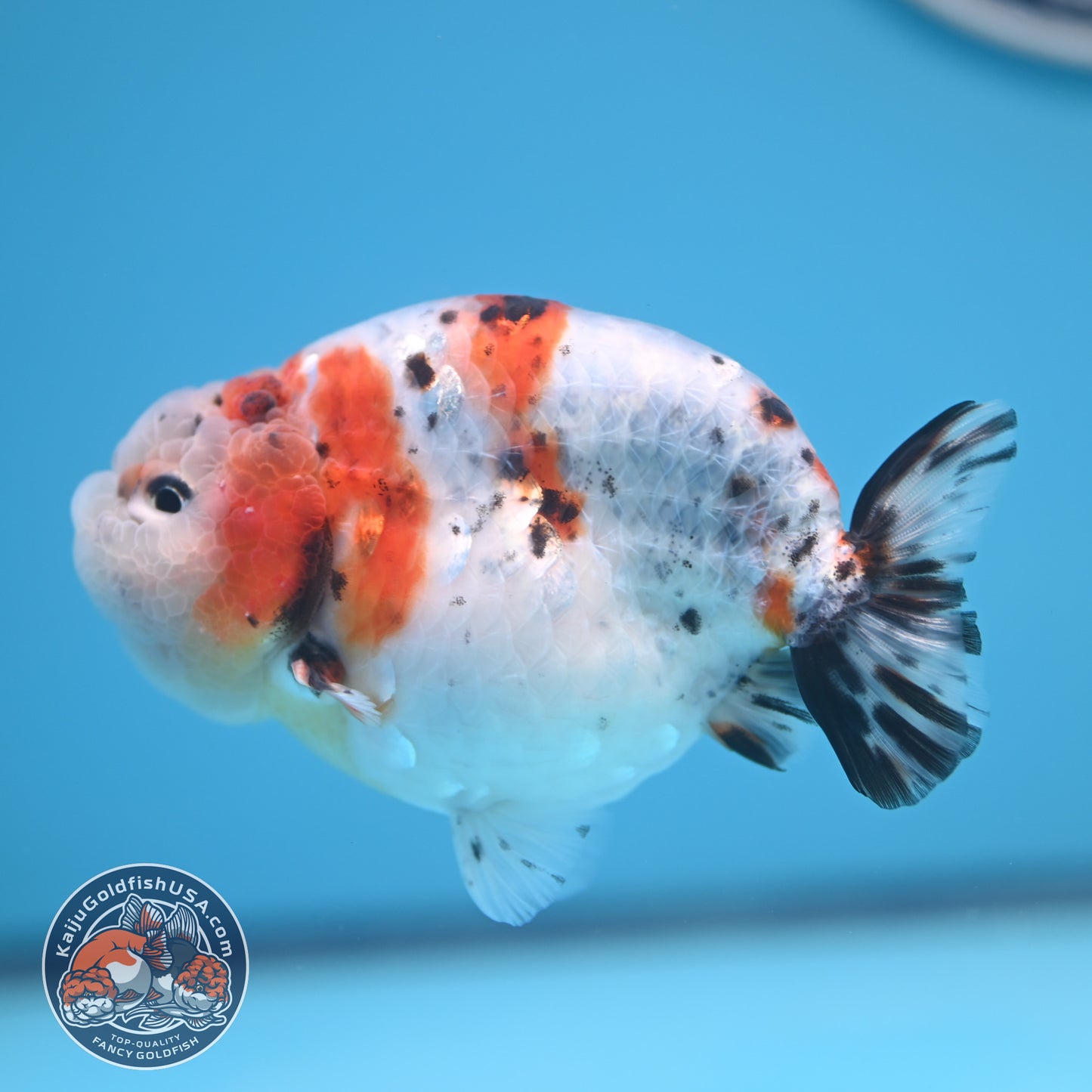 Calico Ranchu 4 inches Body (250606_RC01)