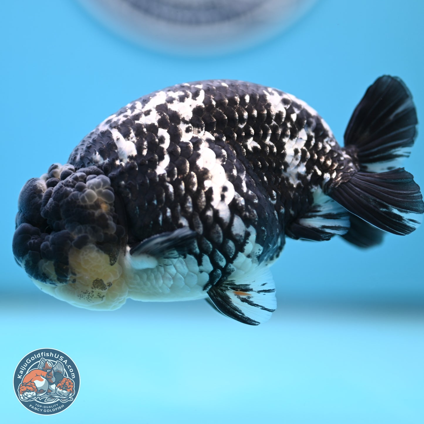 Blue Based Tiger Ranchu 4.5 inches Body - Male (250221_RC01)