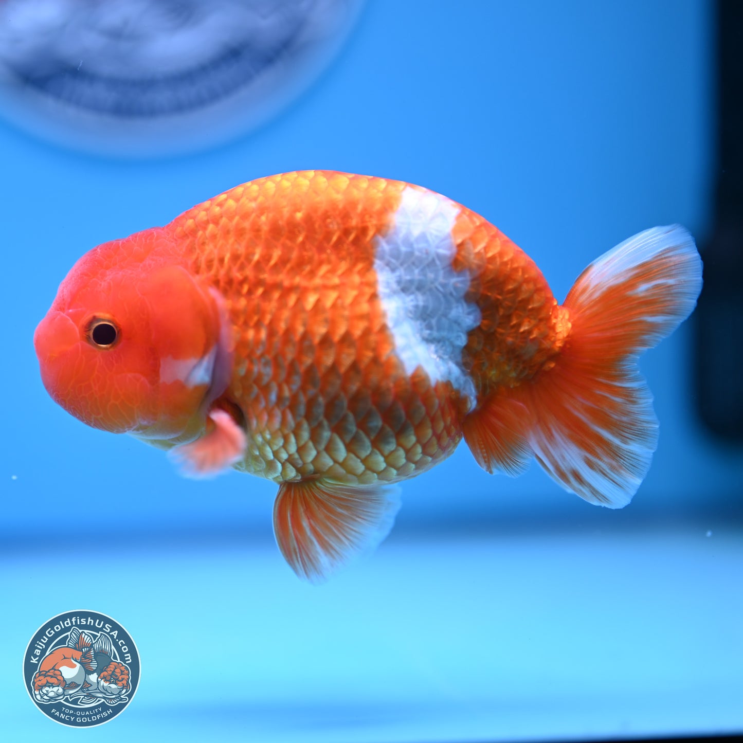 Red White Buffalo Ranchu 5 inches (241011_RC01) - Kaiju Goldfish USA