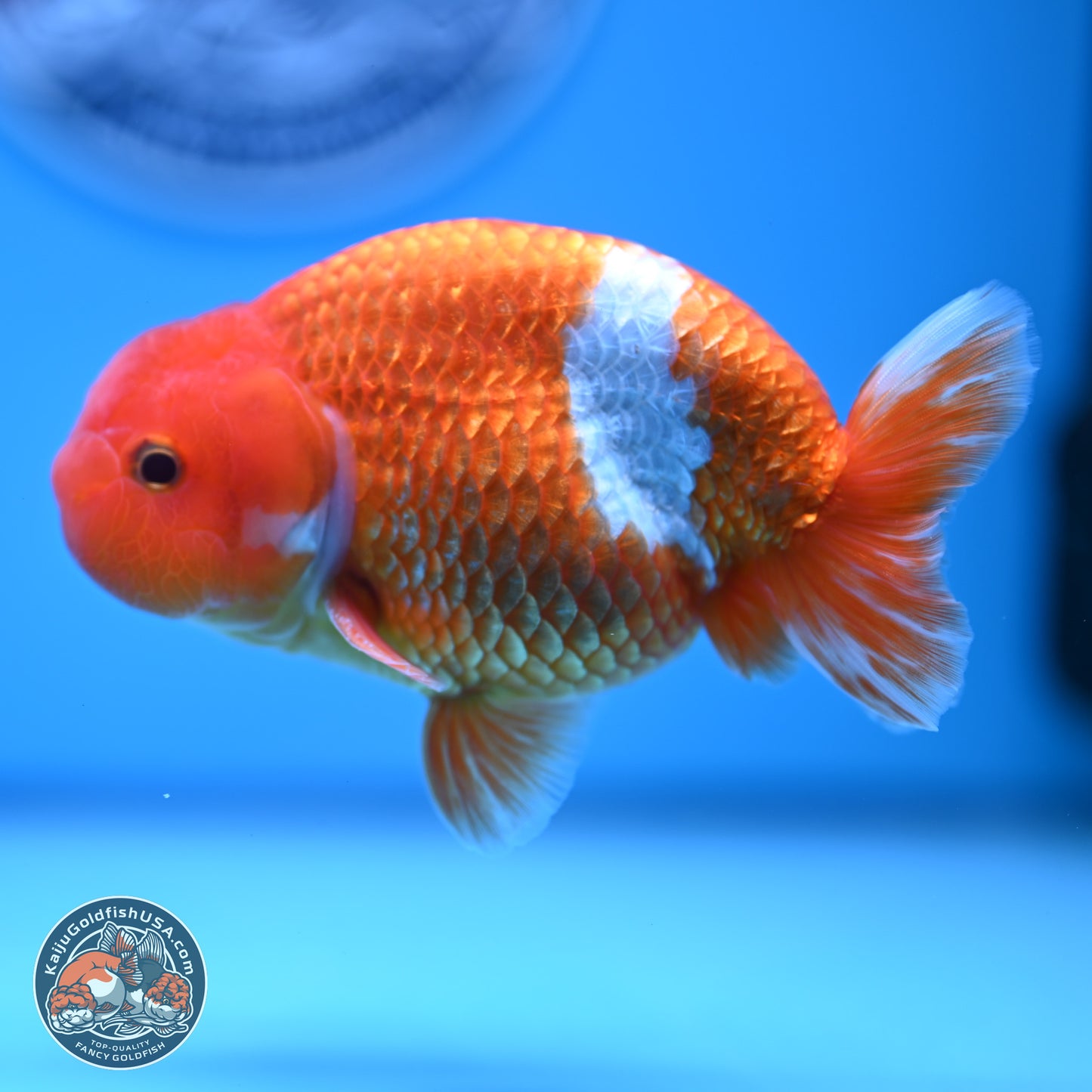 Red White Buffalo Ranchu 5 inches (241011_RC01) - Kaiju Goldfish USA
