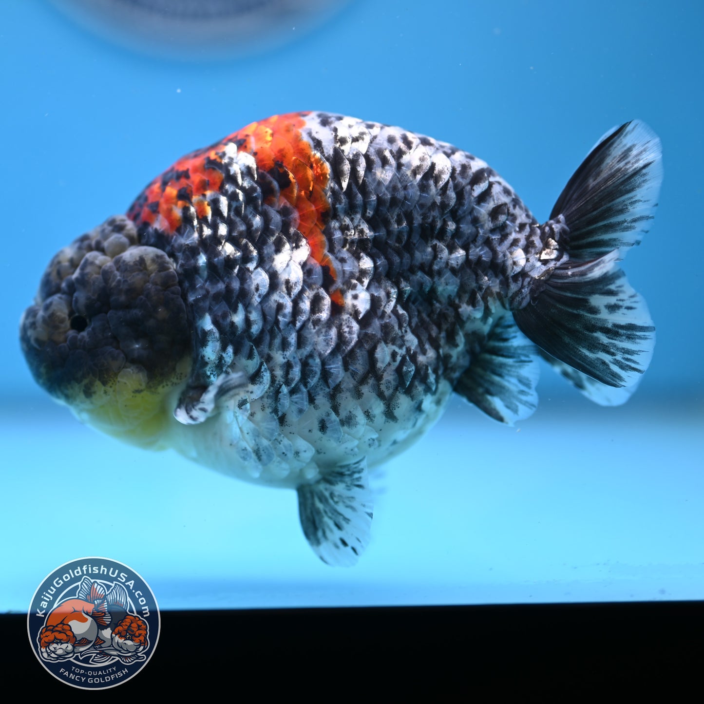 Blue Based Metallic Ranchu 5 inches Body (250523_RC01)