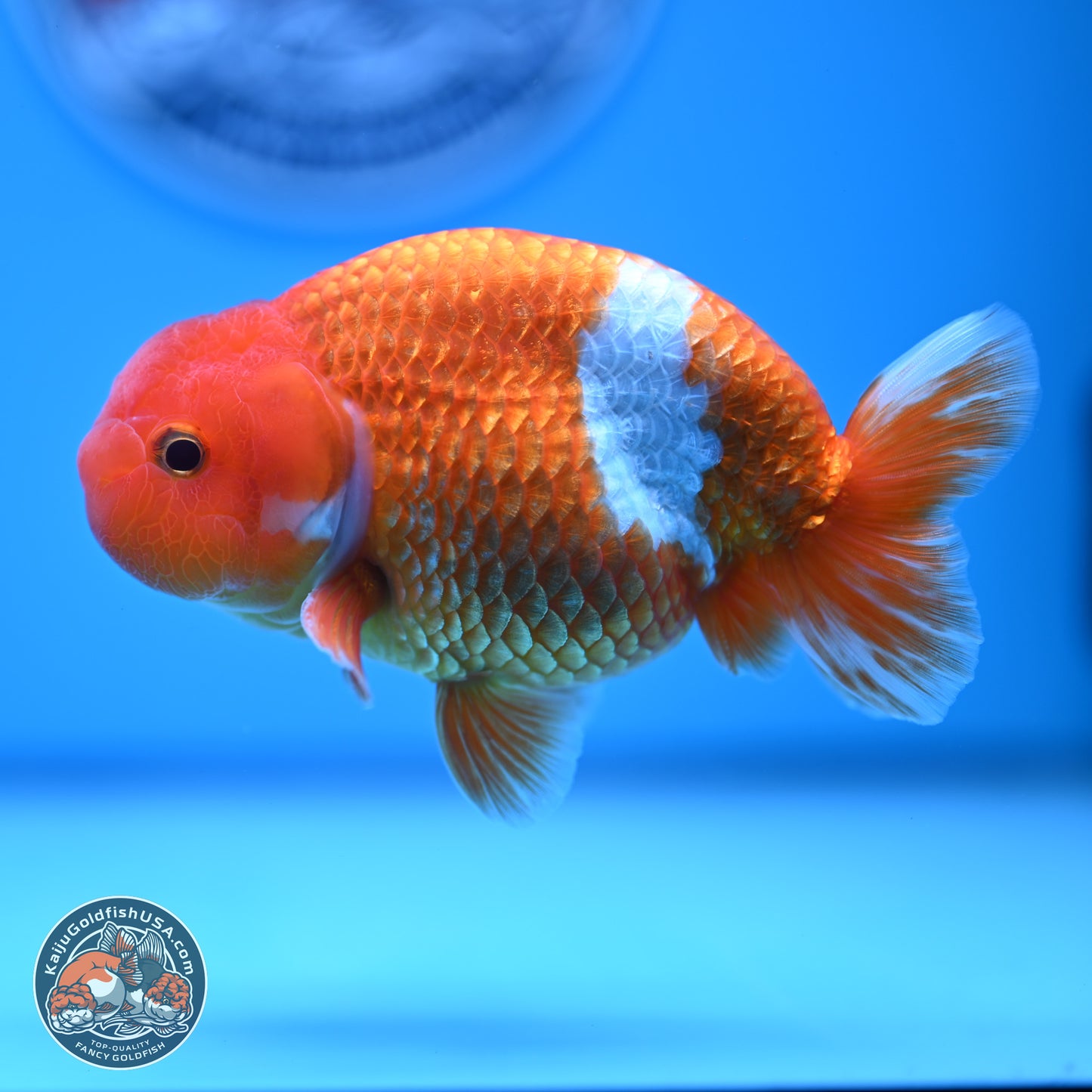 Red White Buffalo Ranchu 5 inches (241011_RC01) - Kaiju Goldfish USA