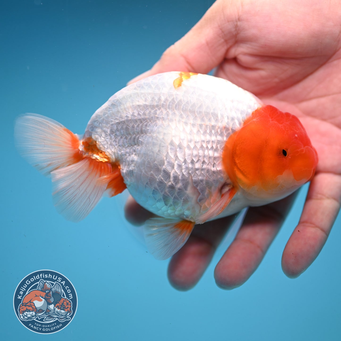 Red Head Buffalo Ranchu 4.5 inch Body (250919_RC01)