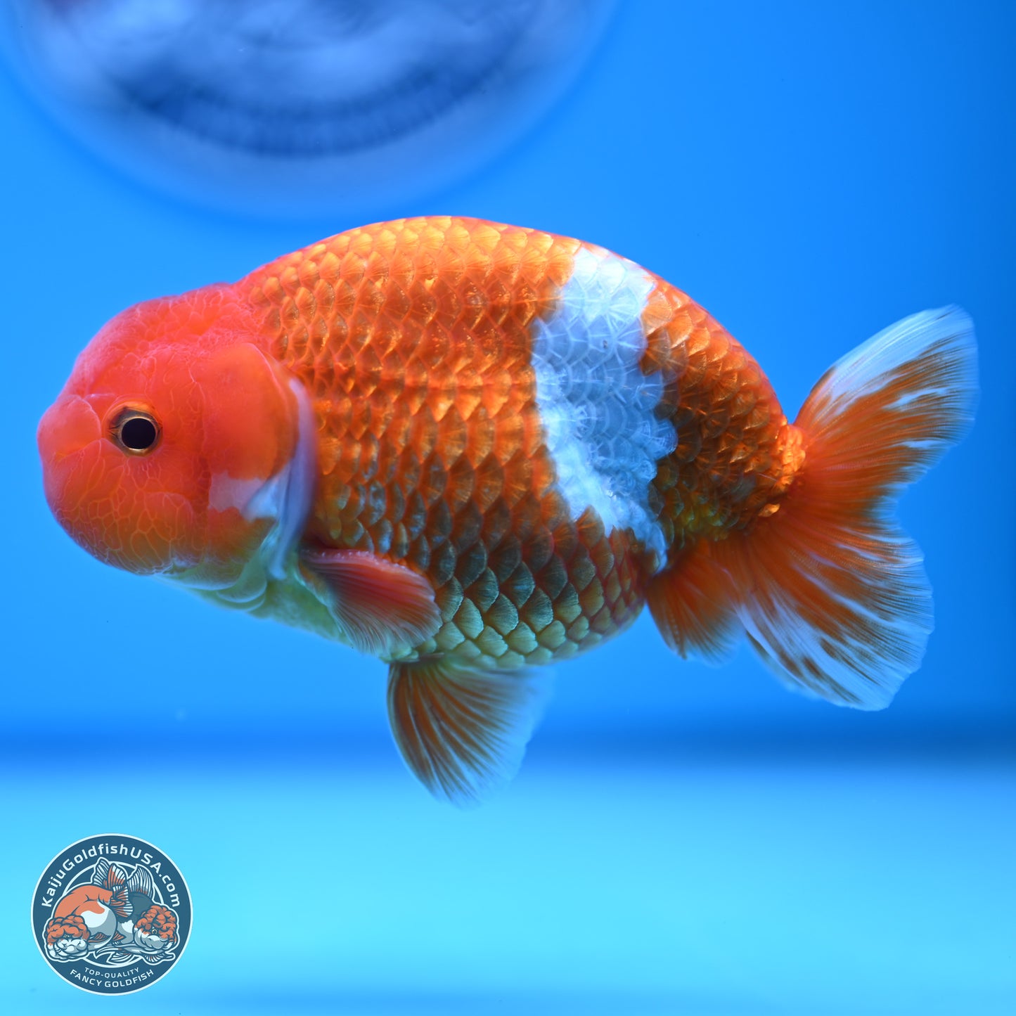 Red White Buffalo Ranchu 5 inches (241011_RC01) - Kaiju Goldfish USA