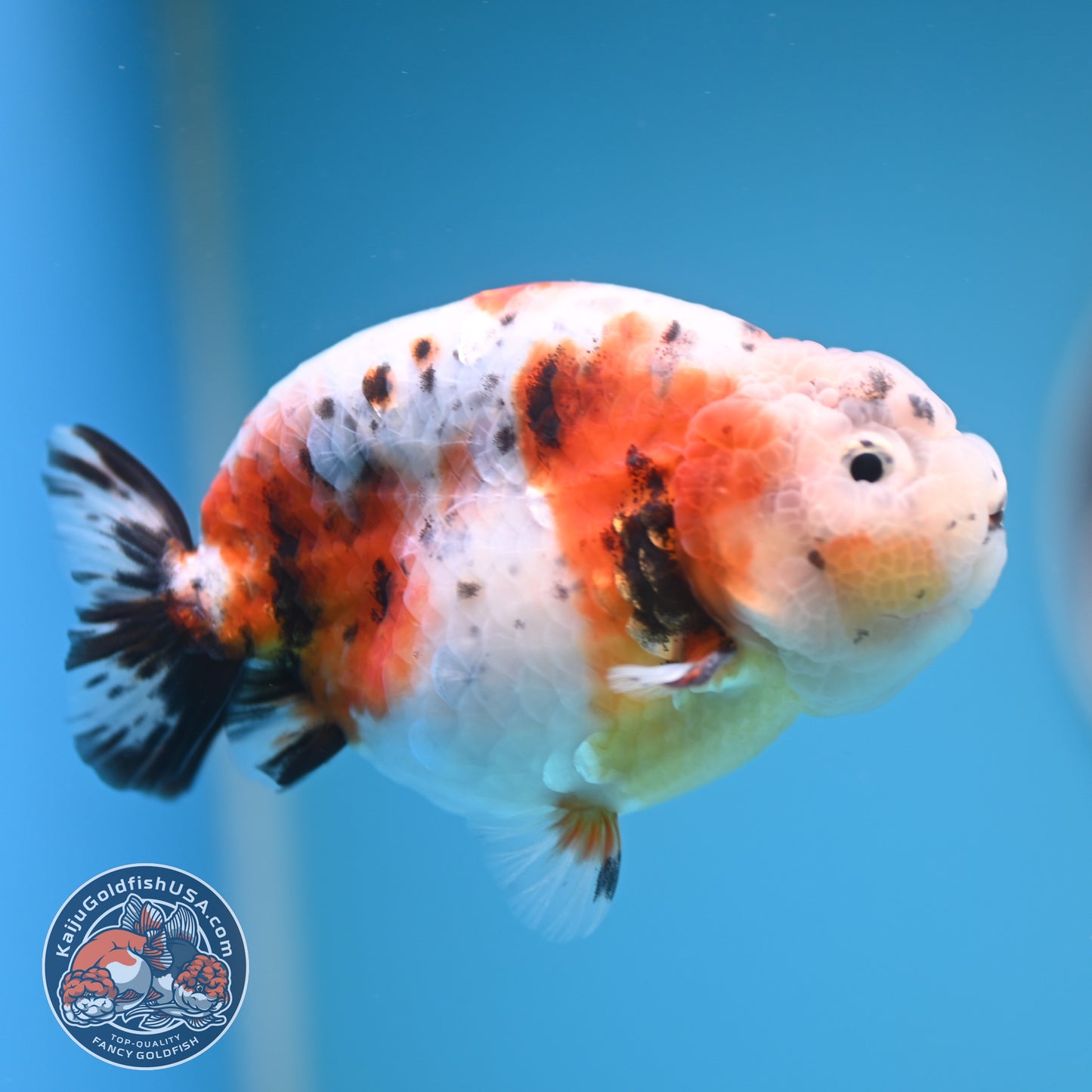 Calico Ranchu 4 inches Body (250606_RC01)