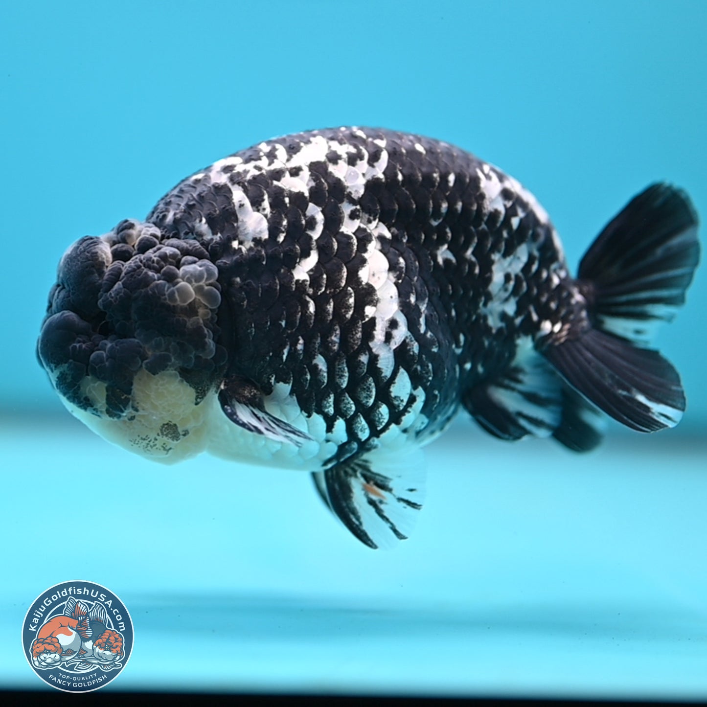 Blue Based Tiger Ranchu 4.5 inches Body - Male (250221_RC01)