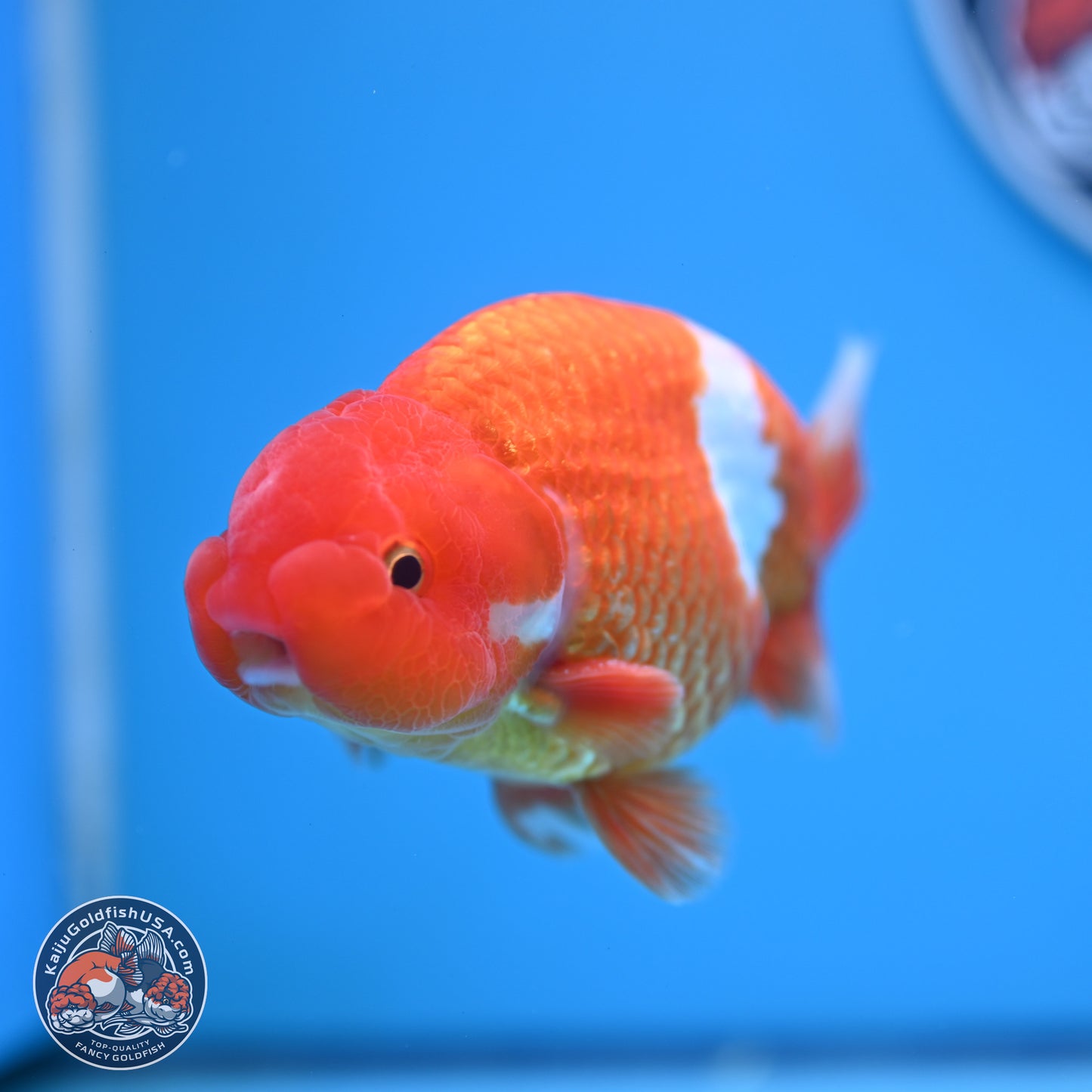 Red White Buffalo Ranchu 5 inches (241011_RC01) - Kaiju Goldfish USA