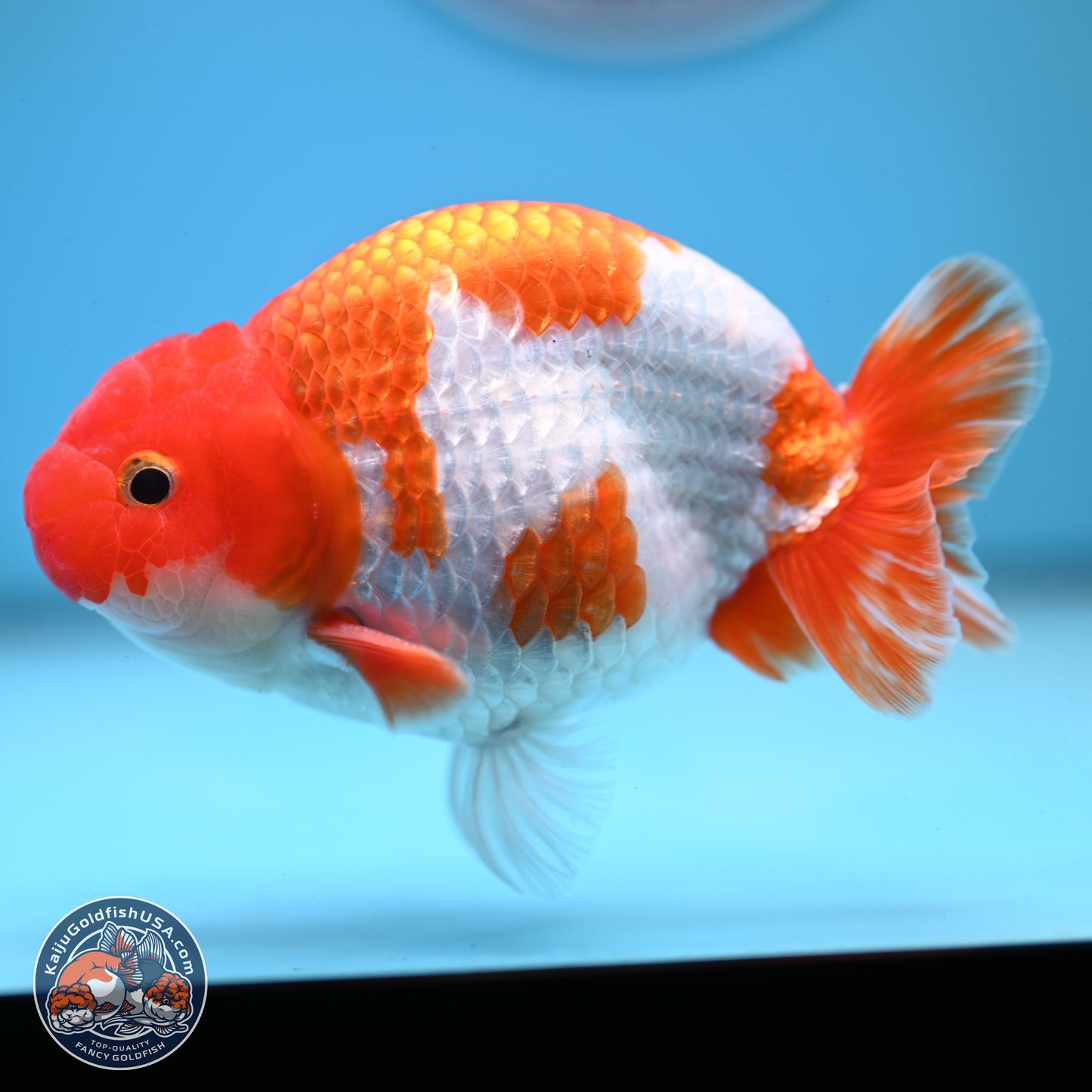 Red White Buffalo Ranchu 5 inches (241025_RC01) - Kaiju Goldfish USA