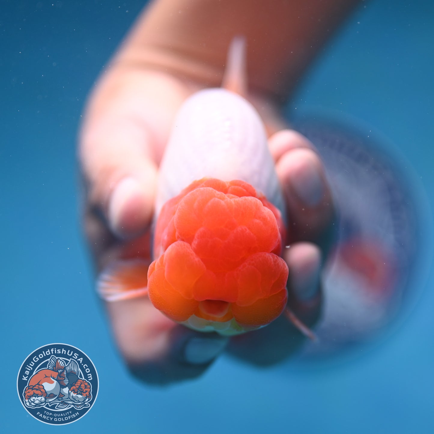 Red Head Buffalo Ranchu 4 inch Body (250912_RC01)