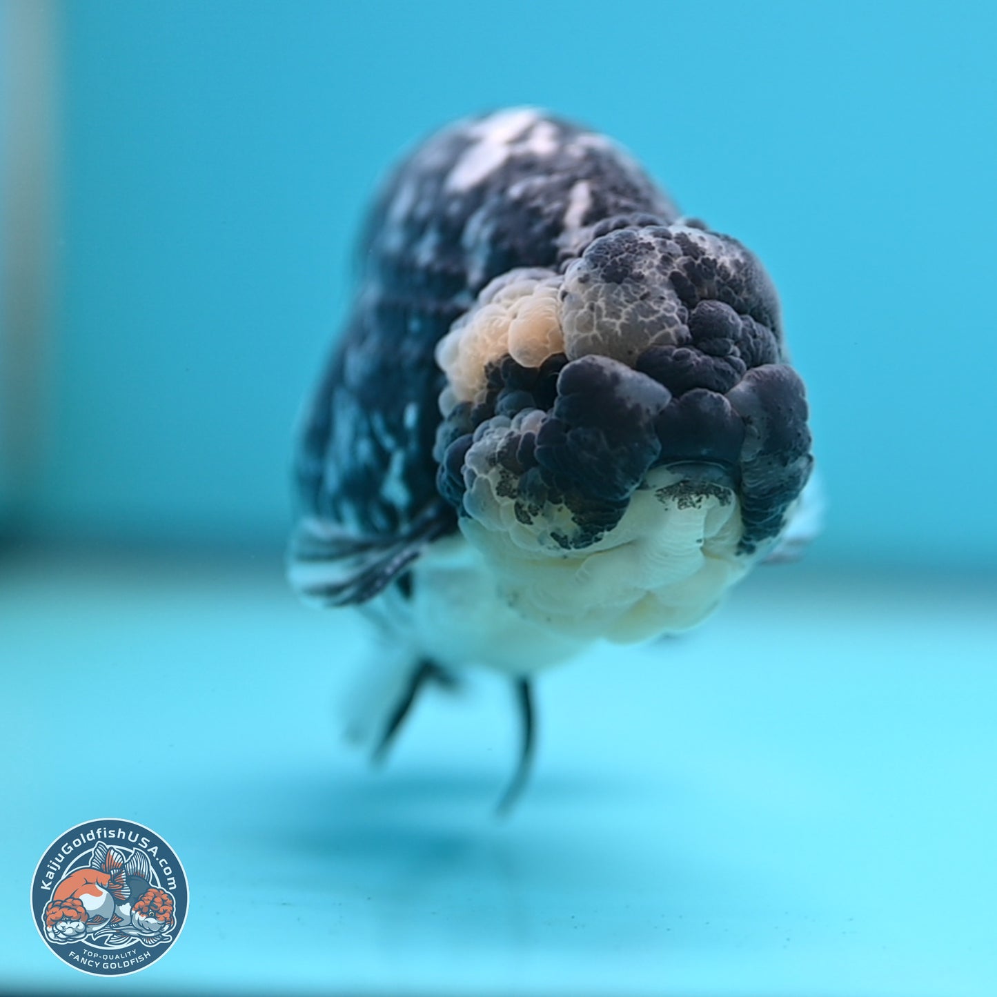 Blue Based Tiger Ranchu 4.5 inches Body - Male (250221_RC01)