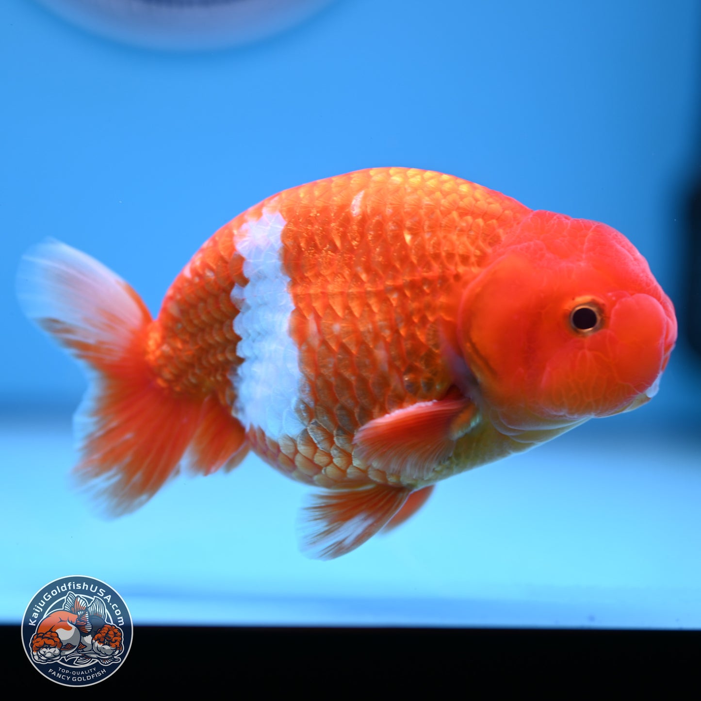 Red White Buffalo Ranchu 5 inches (241011_RC01) - Kaiju Goldfish USA