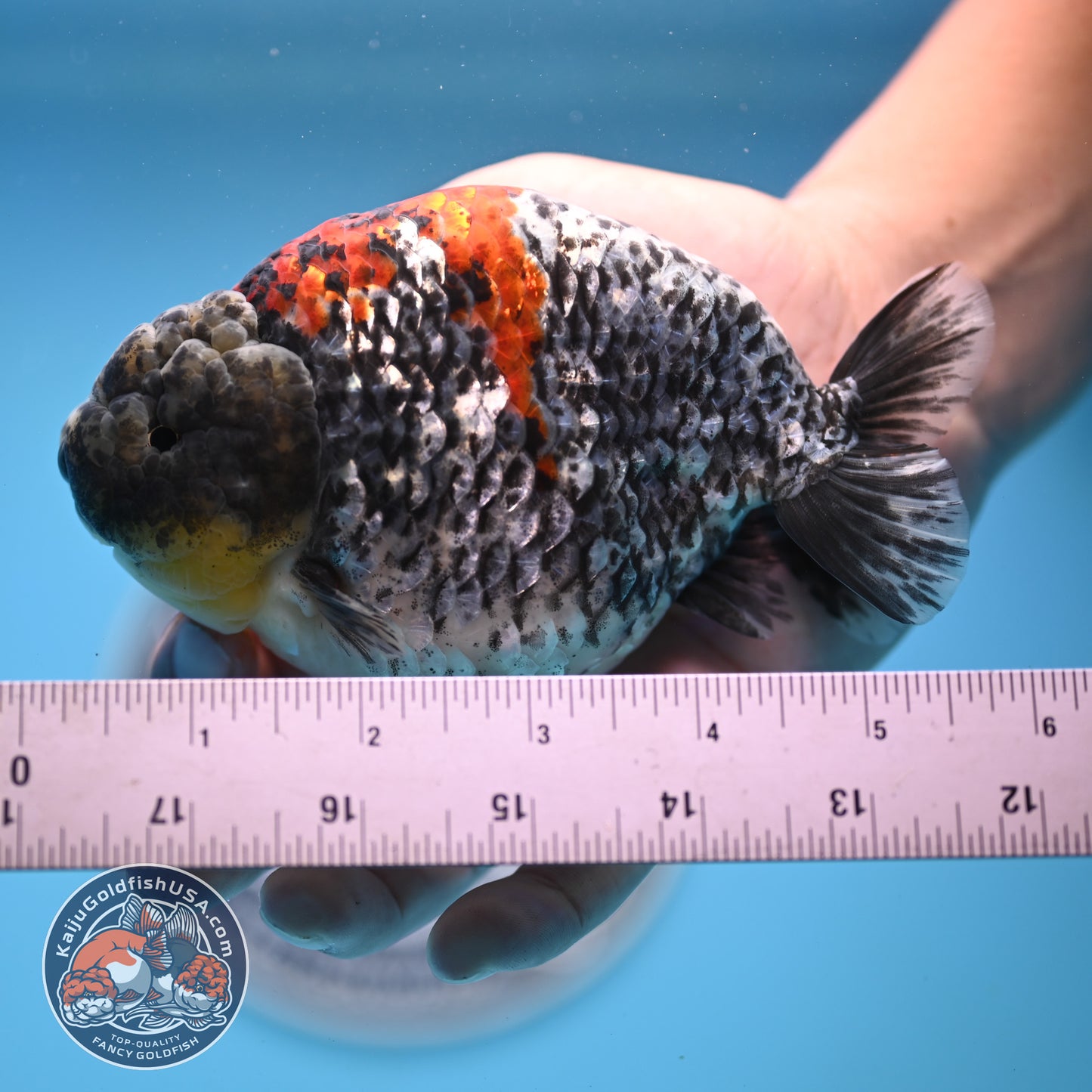 Blue Based Metallic Ranchu 5 inches Body (250523_RC01)