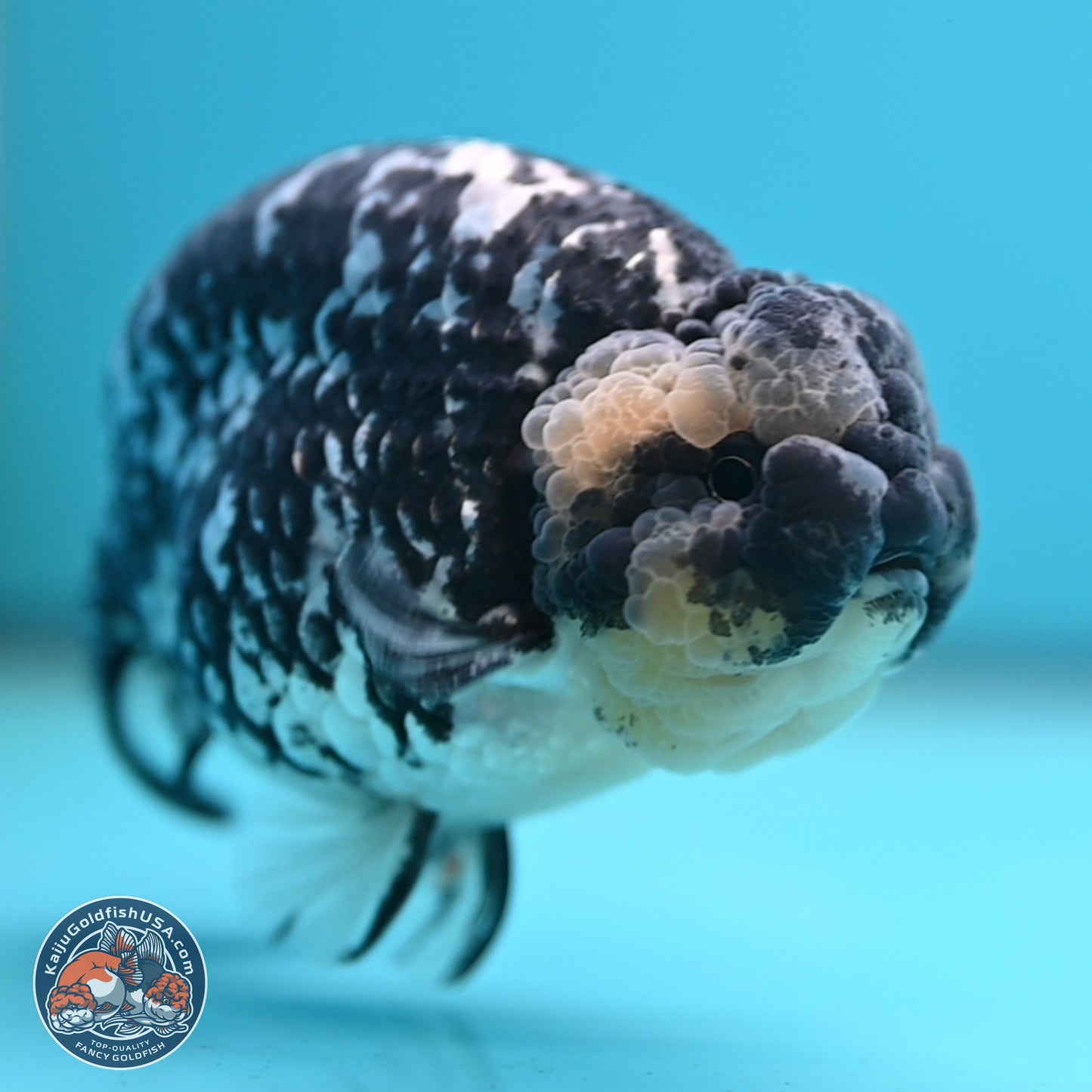 Blue Based Tiger Ranchu 4.5 inches Body - Male (250221_RC01)