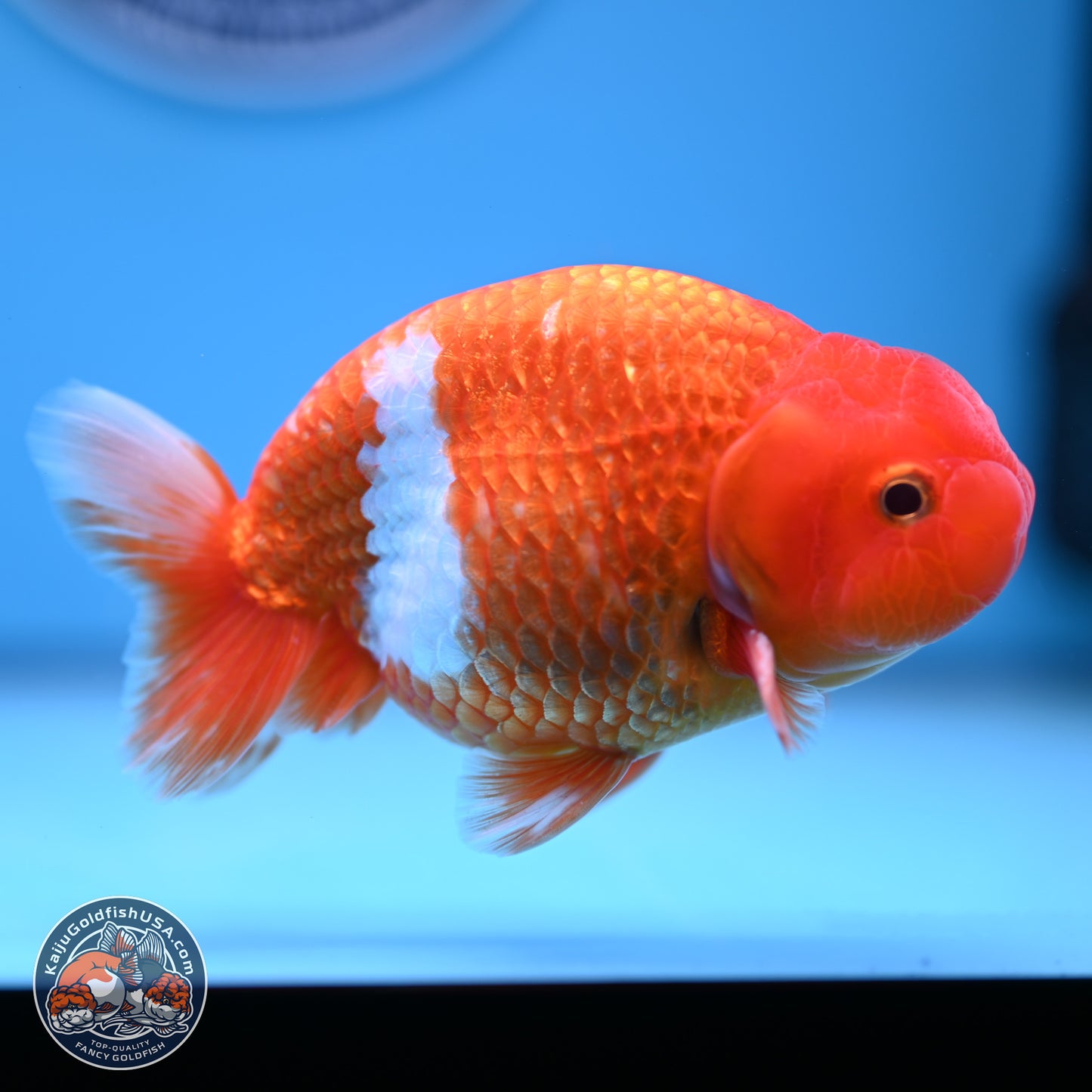 Red White Buffalo Ranchu 5 inches (241011_RC01) - Kaiju Goldfish USA