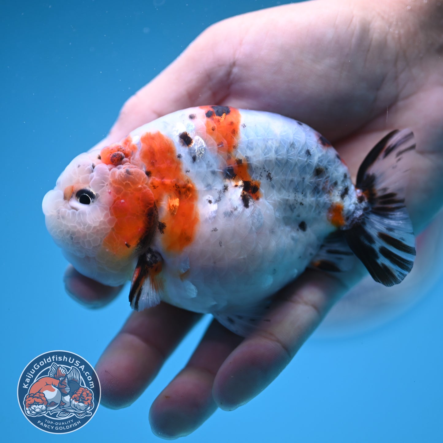 Calico Ranchu 4 inches Body (250606_RC01)