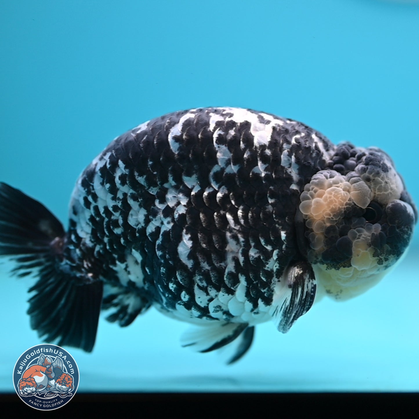 Blue Based Tiger Ranchu 4.5 inches Body - Male (250221_RC01)