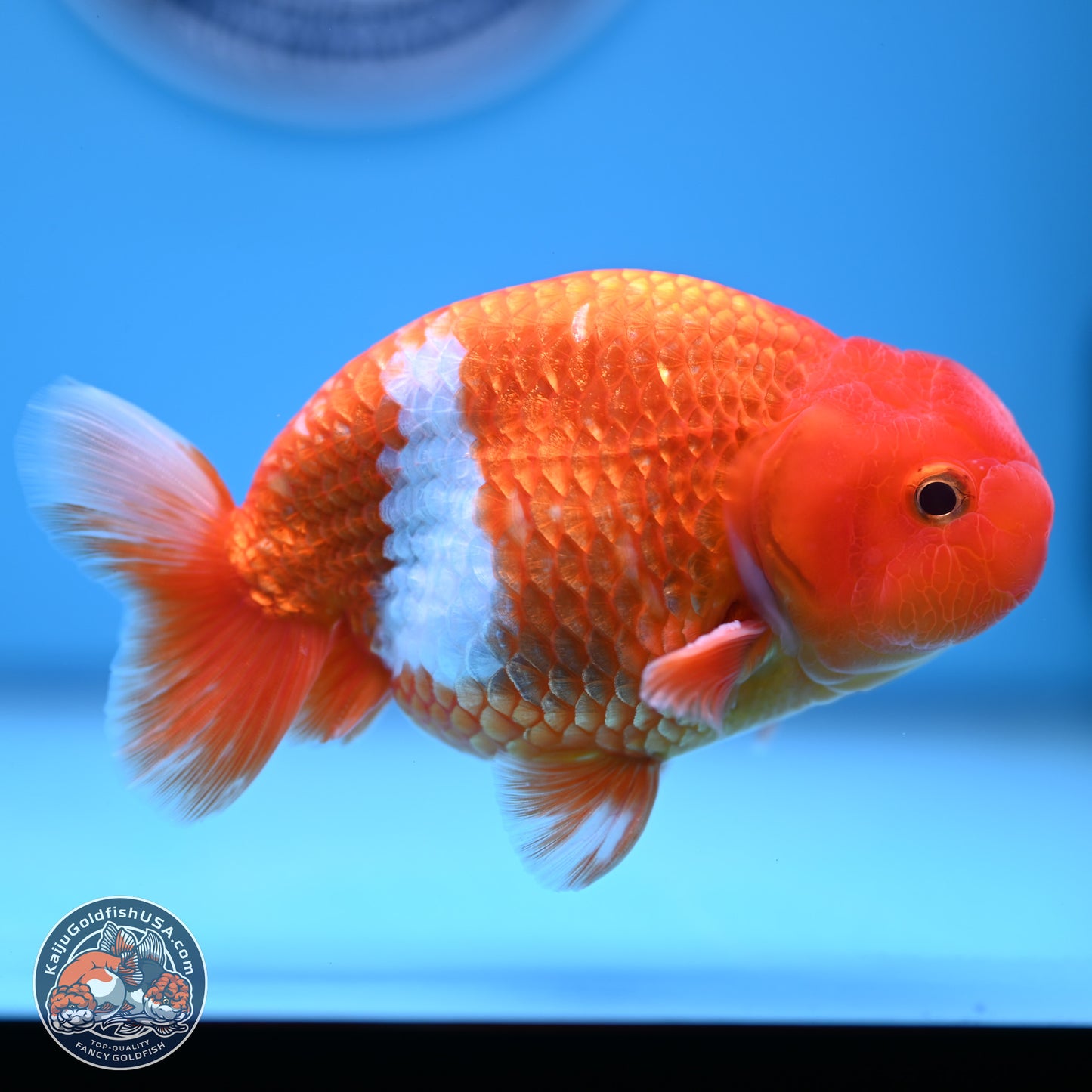 Red White Buffalo Ranchu 5 inches (241011_RC01) - Kaiju Goldfish USA