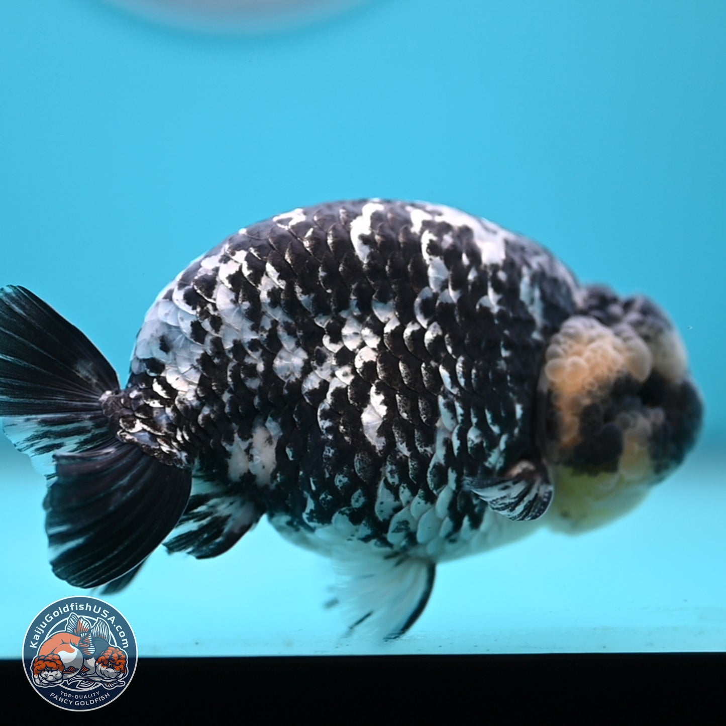 Blue Based Tiger Ranchu 4.5 inches Body - Male (250221_RC01)