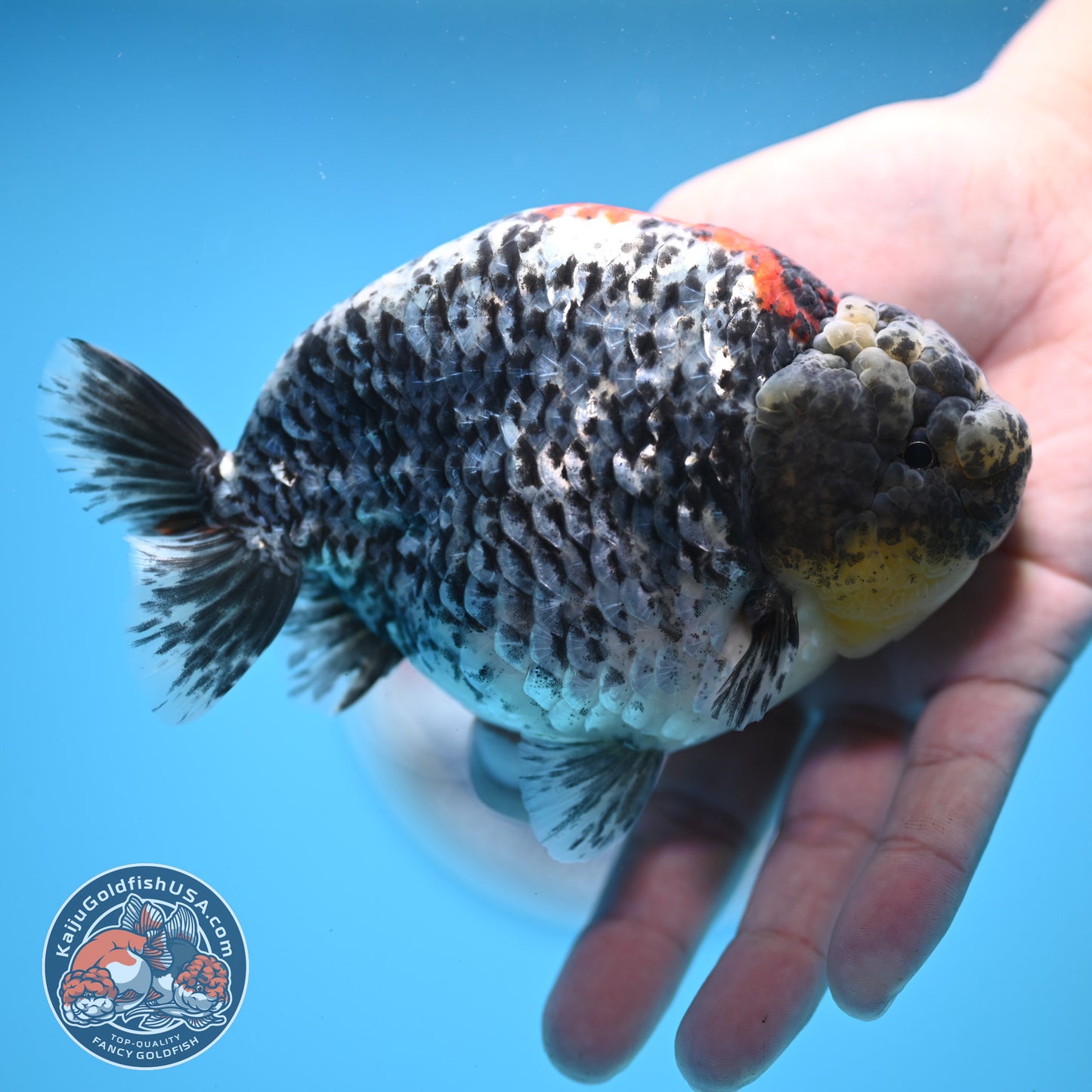 Blue Based Metallic Ranchu 5 inches Body (250523_RC01)