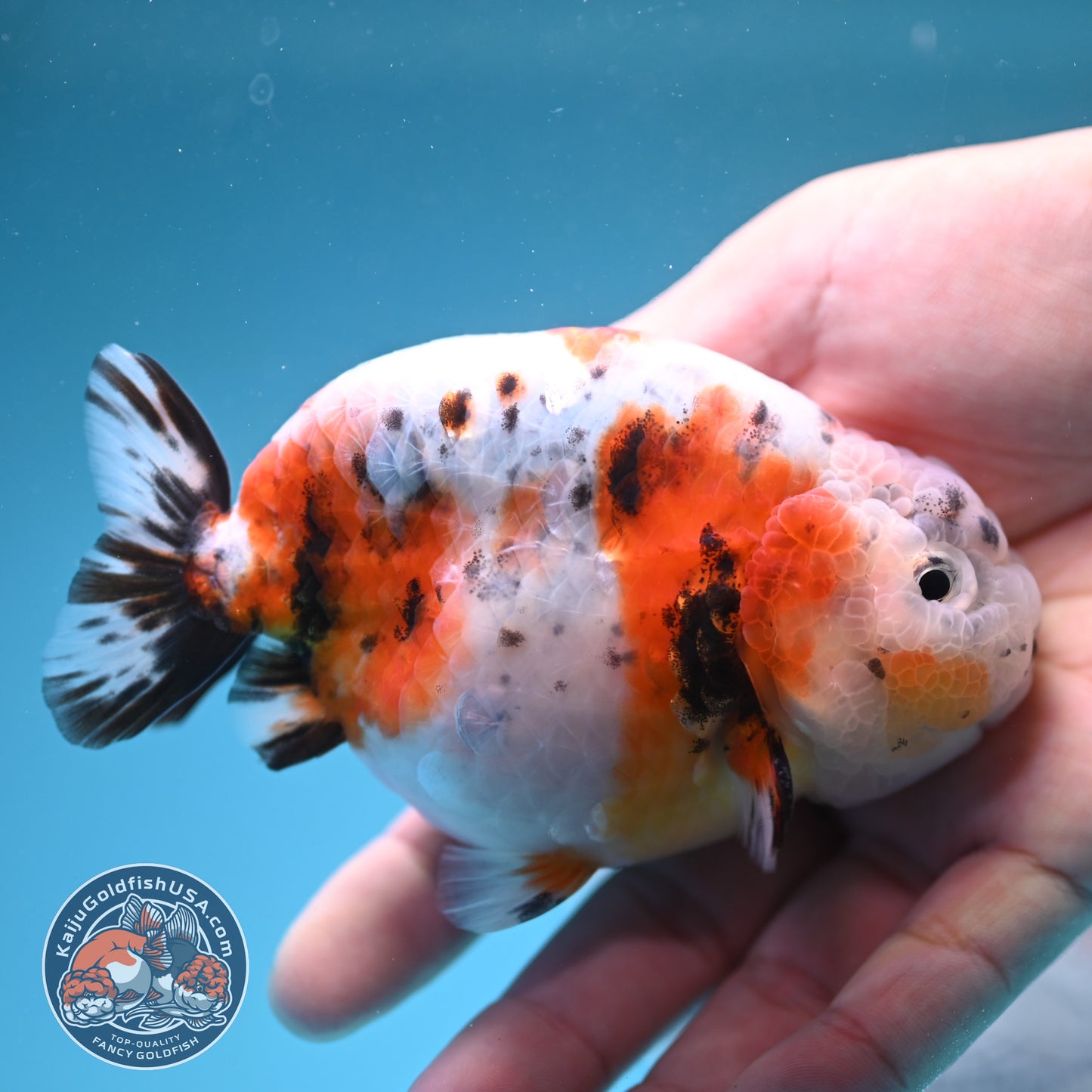 Calico Ranchu 4 inches Body (250606_RC01)