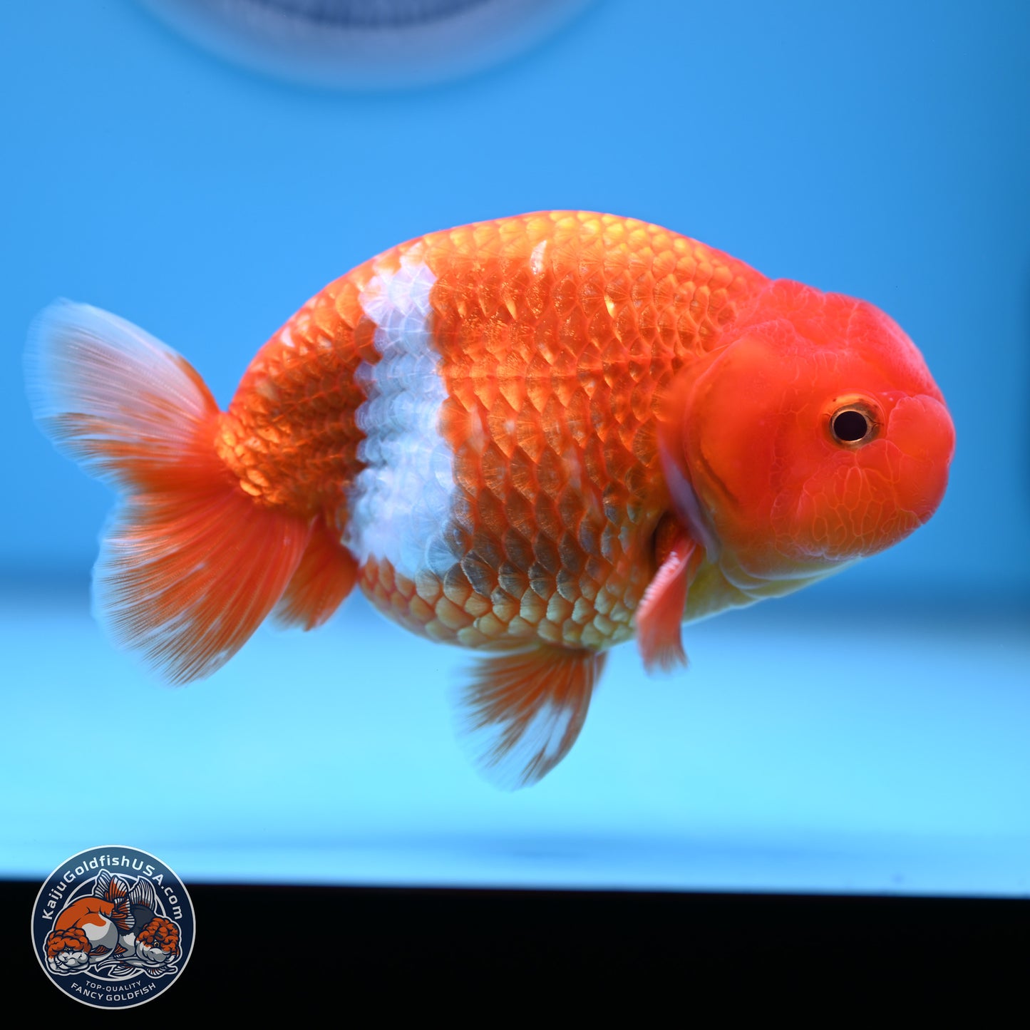 Red White Buffalo Ranchu 5 inches (241011_RC01) - Kaiju Goldfish USA