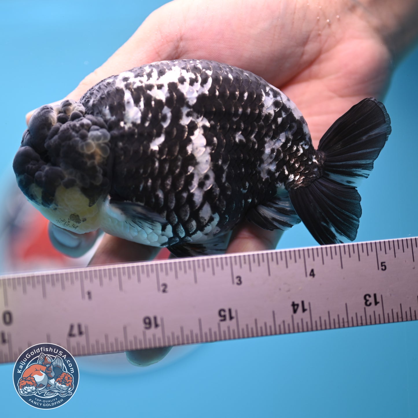 Blue Based Tiger Ranchu 4.5 inches Body - Male (250221_RC01)