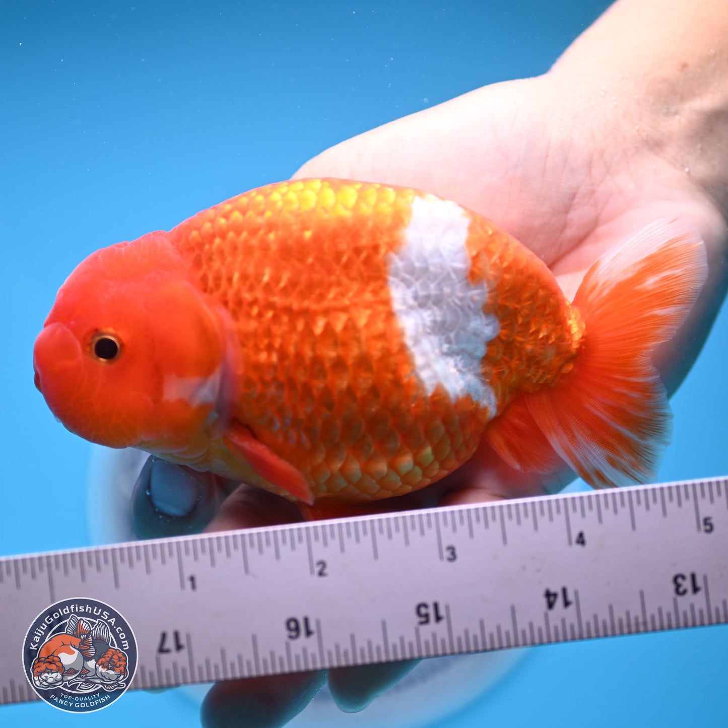 Red White Buffalo Ranchu 5 inches (241011_RC01) - Kaiju Goldfish USA