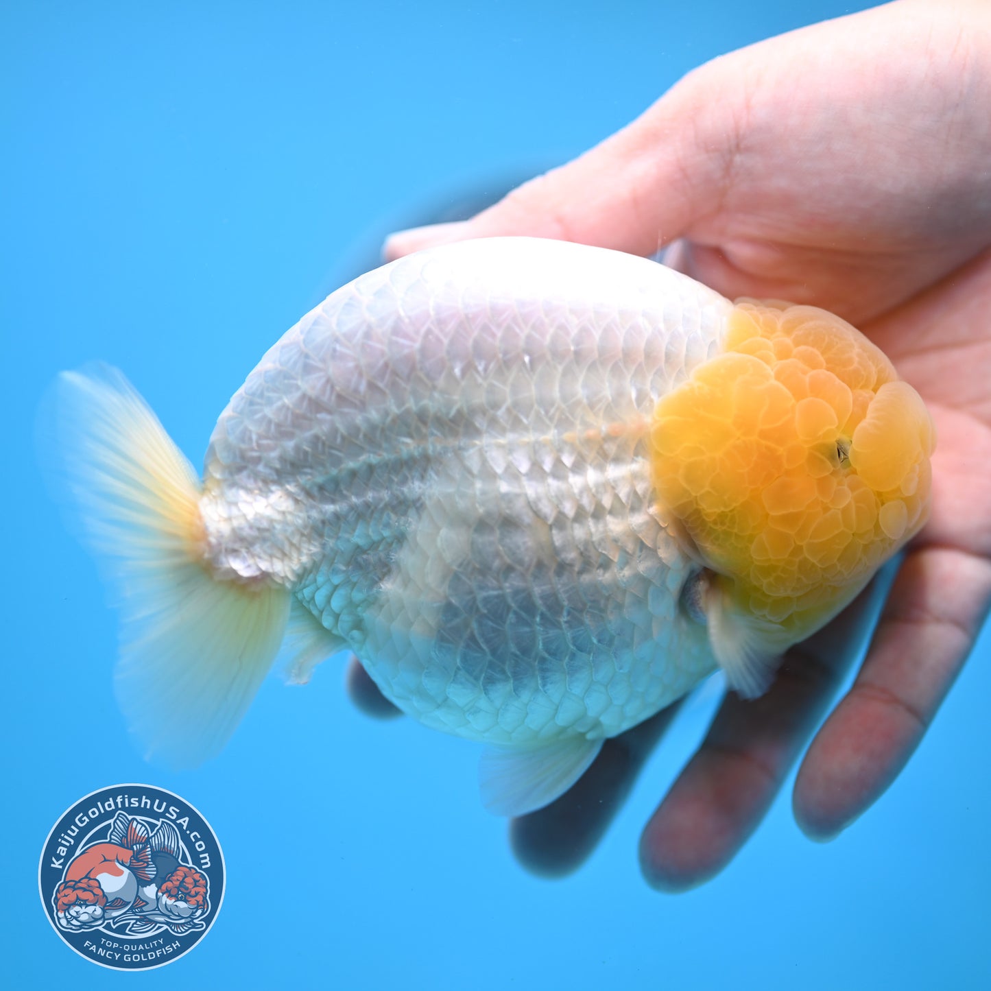 Lemon Head Snow White Ranchu 4.75 inches Body (250509_RC01)