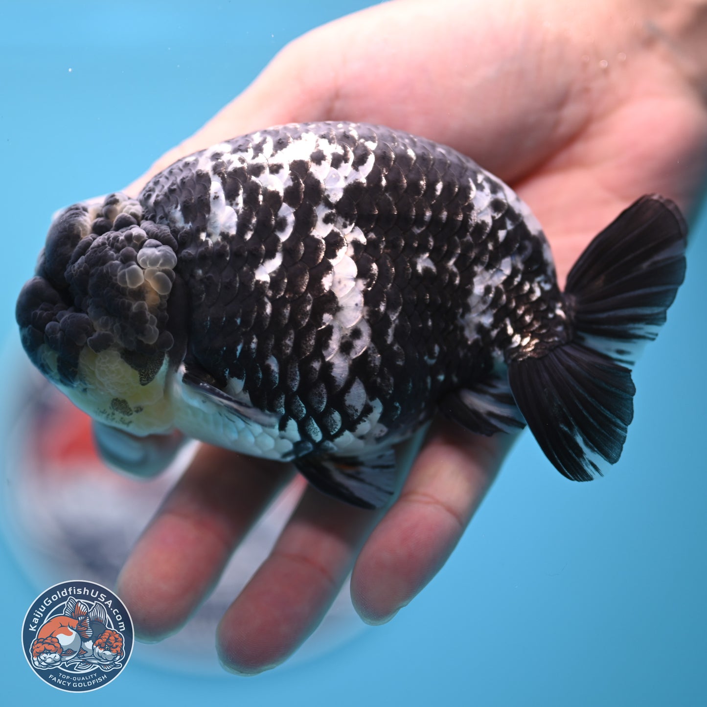 Blue Based Tiger Ranchu 4.5 inches Body - Male (250221_RC01)
