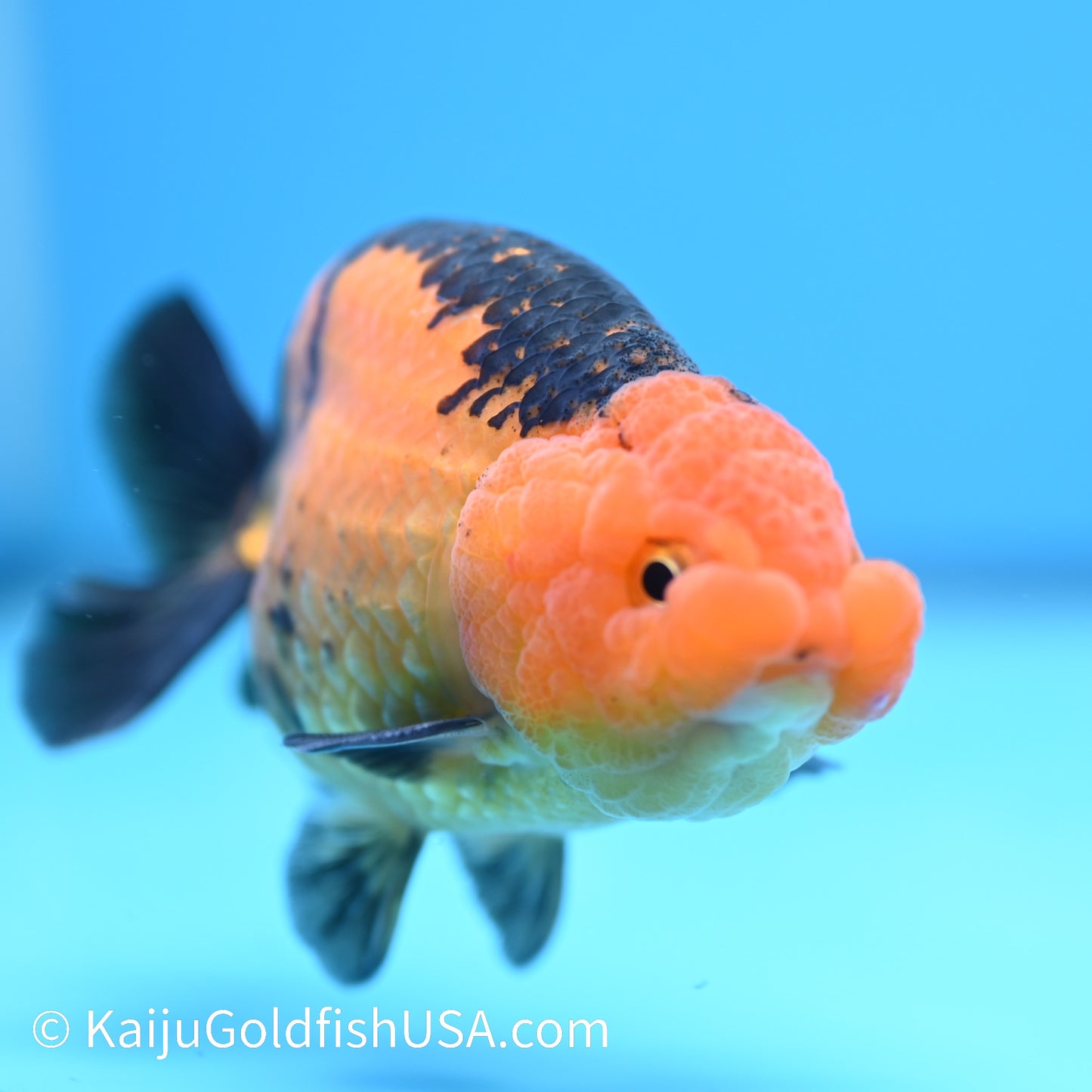 Apache Ranchu 5 inches(240503_RC01) - Kaiju Goldfish USA