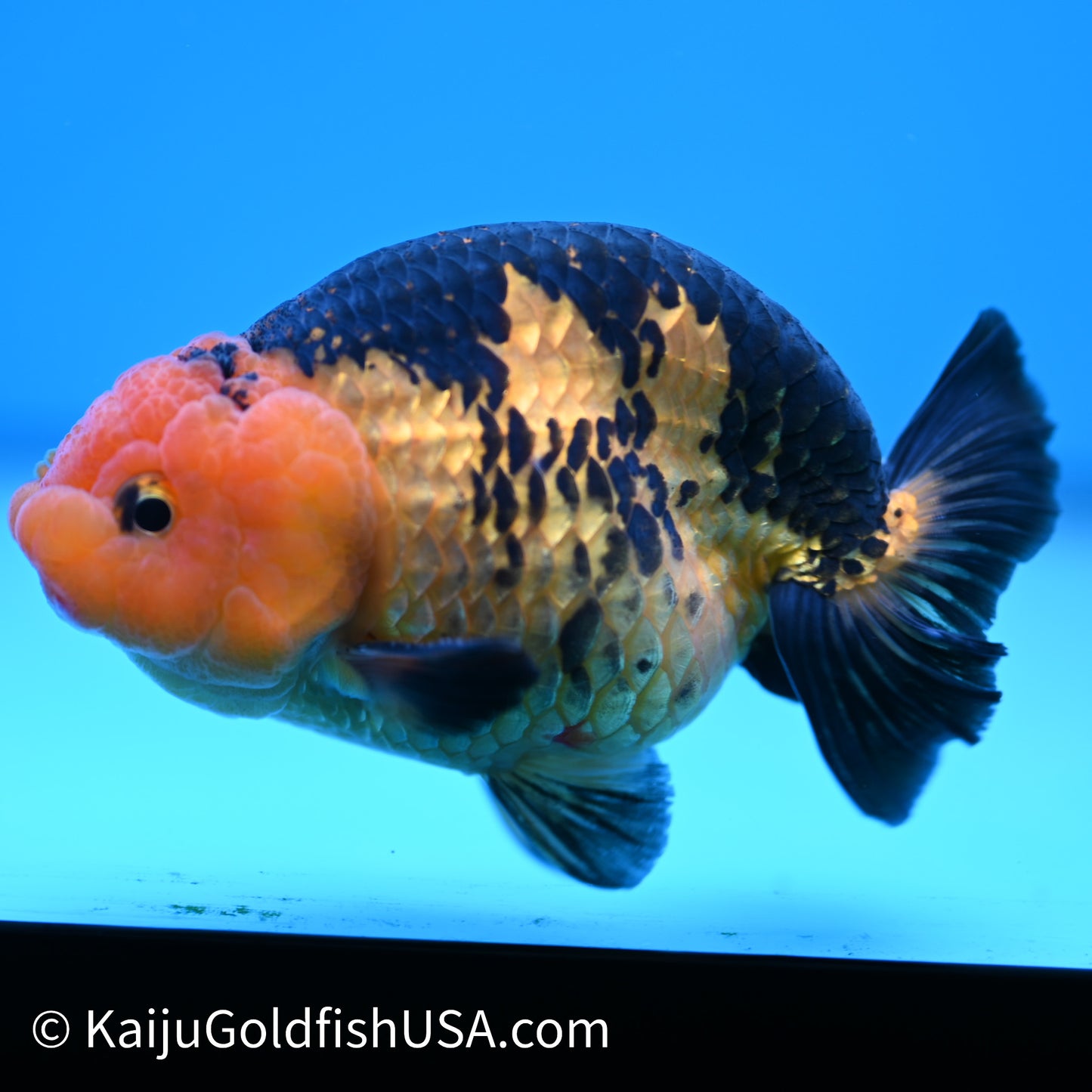 Apache Ranchu 5 inches(240503_RC01) - Kaiju Goldfish USA