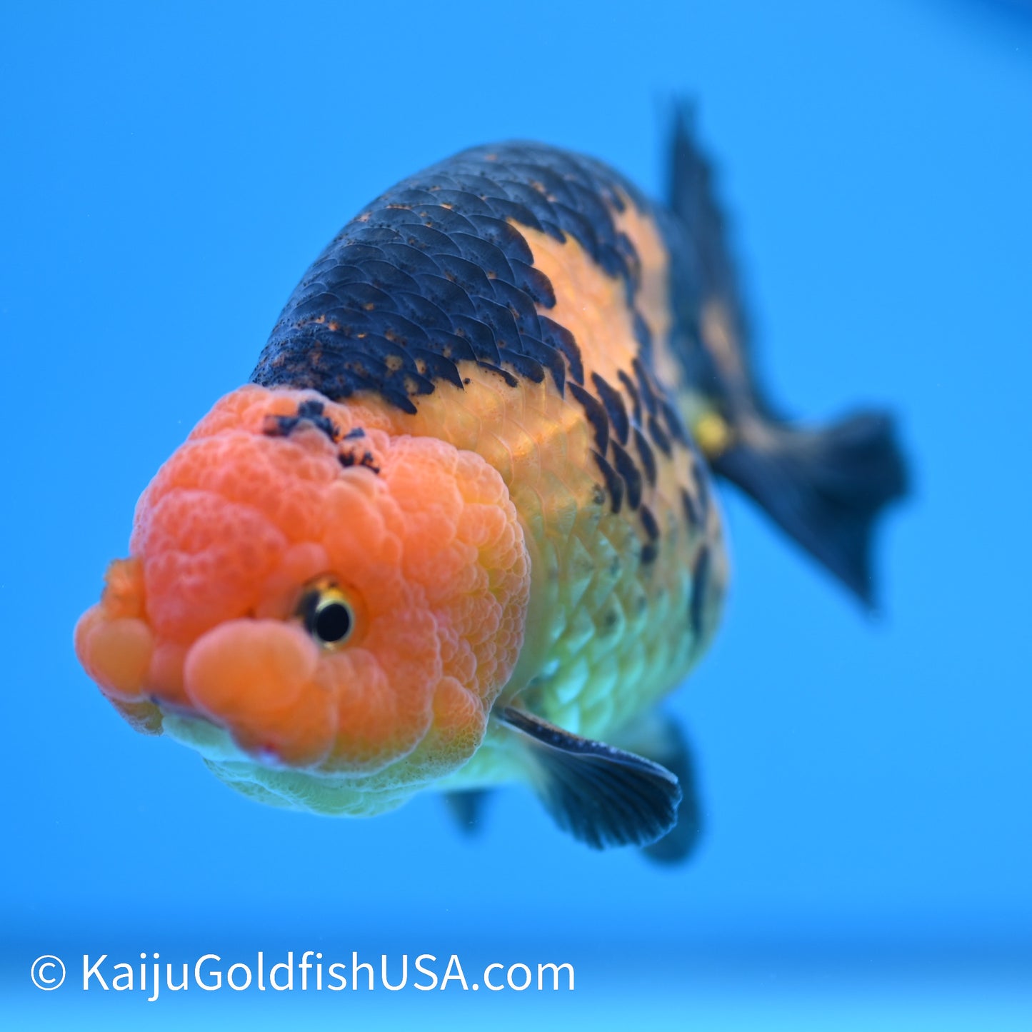 Apache Ranchu 5 inches(240503_RC01) - Kaiju Goldfish USA
