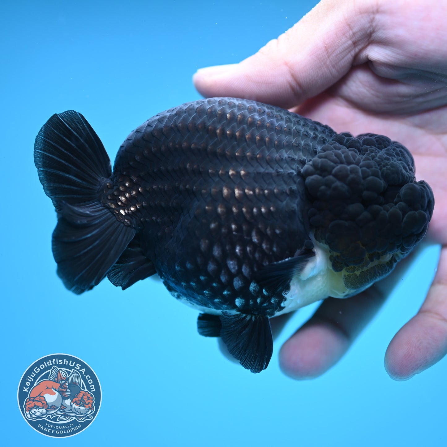 Platinum Ranchu 4 inch Body (250613_RC01)