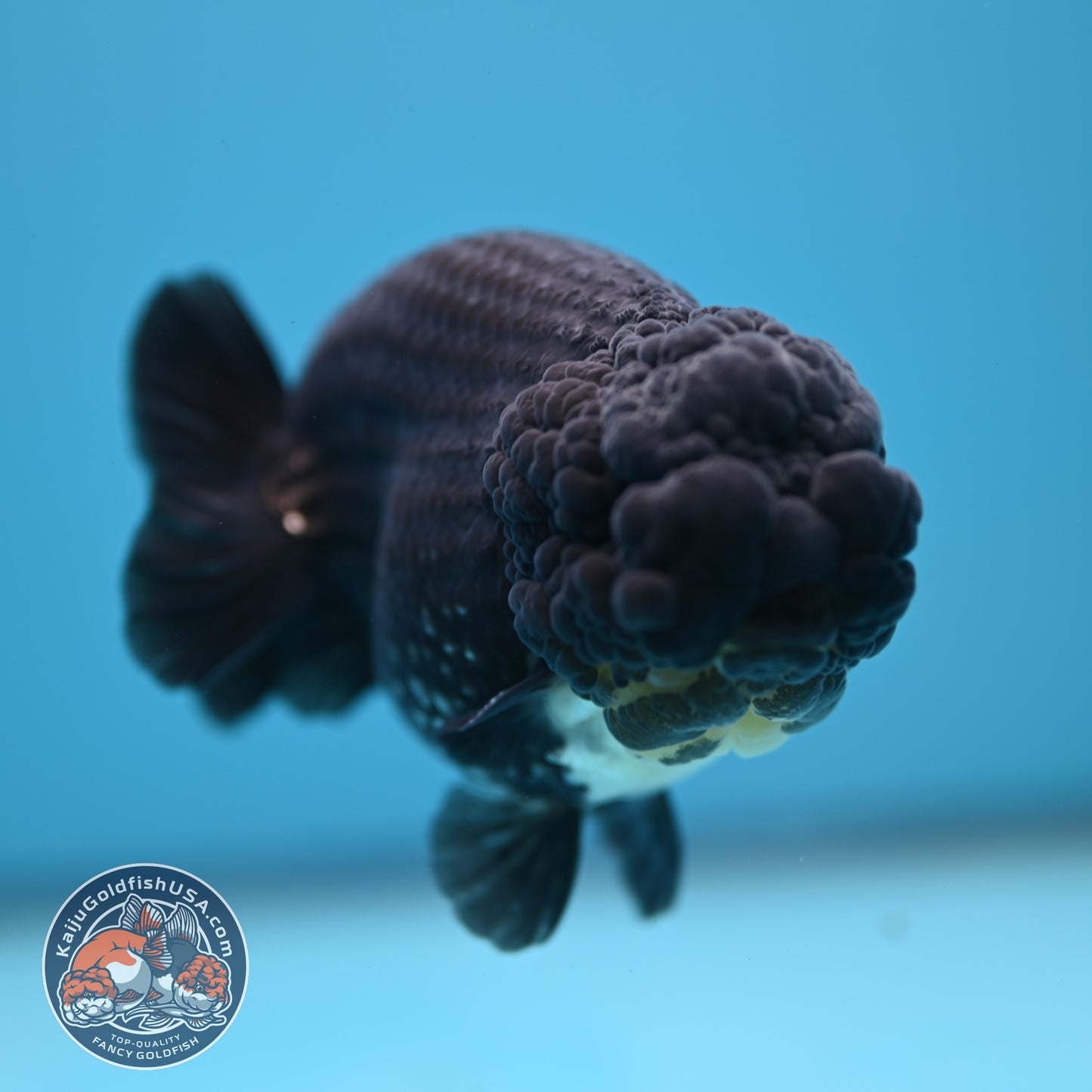 Platinum Ranchu 4 inch Body (250613_RC01)