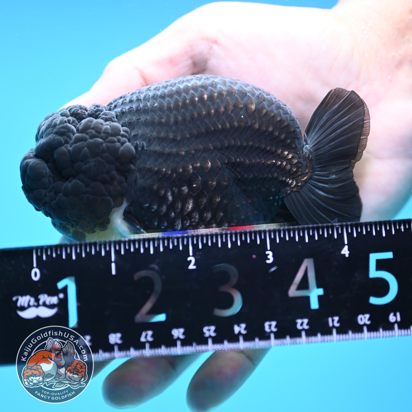 Platinum Ranchu 4 inch Body (250613_RC01)