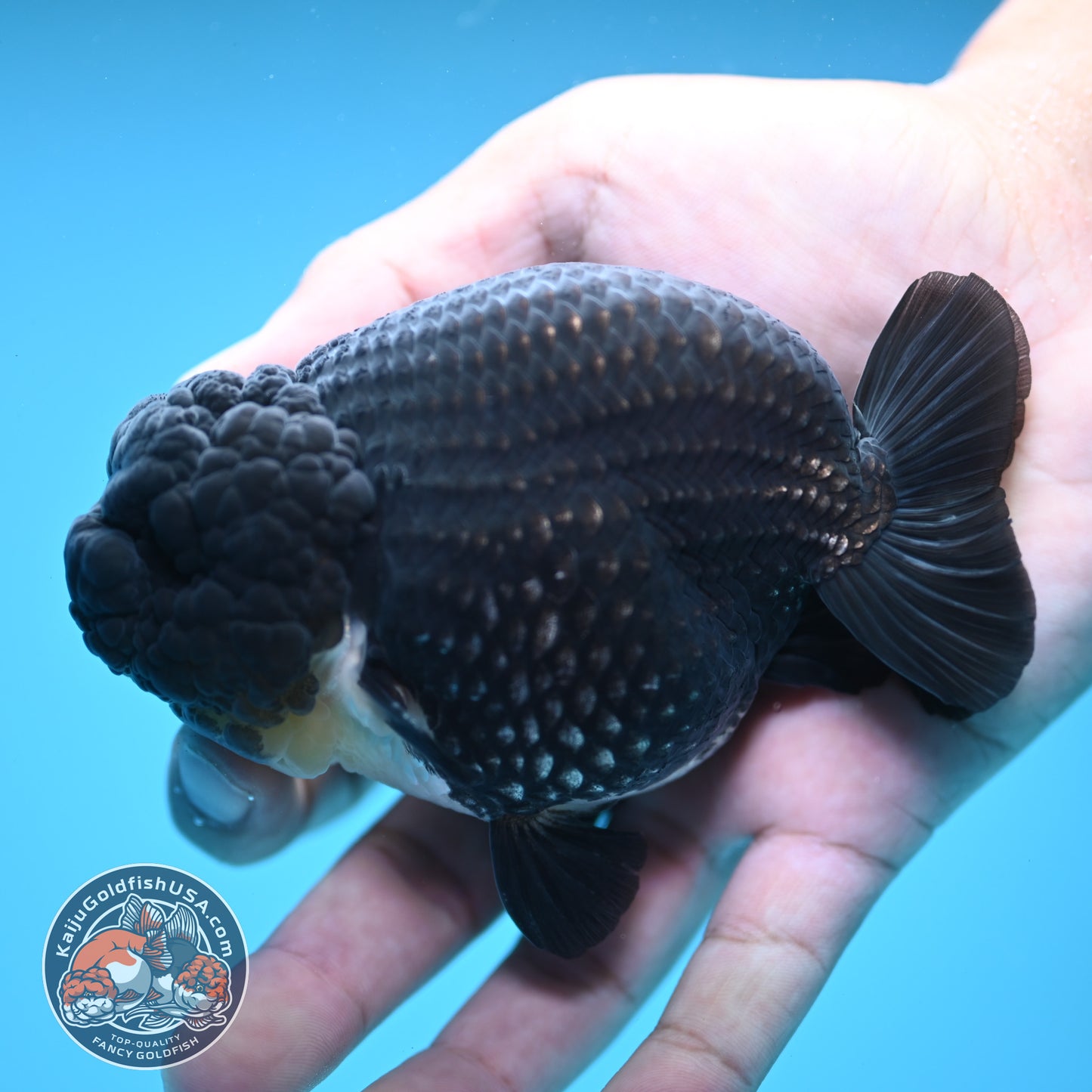 Platinum Ranchu 4 inch Body (250613_RC01)