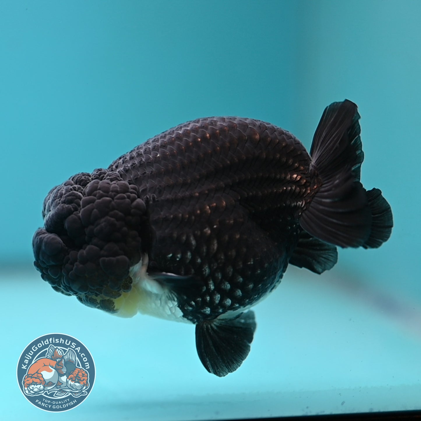 Platinum Ranchu 4 inch Body (250613_RC01)