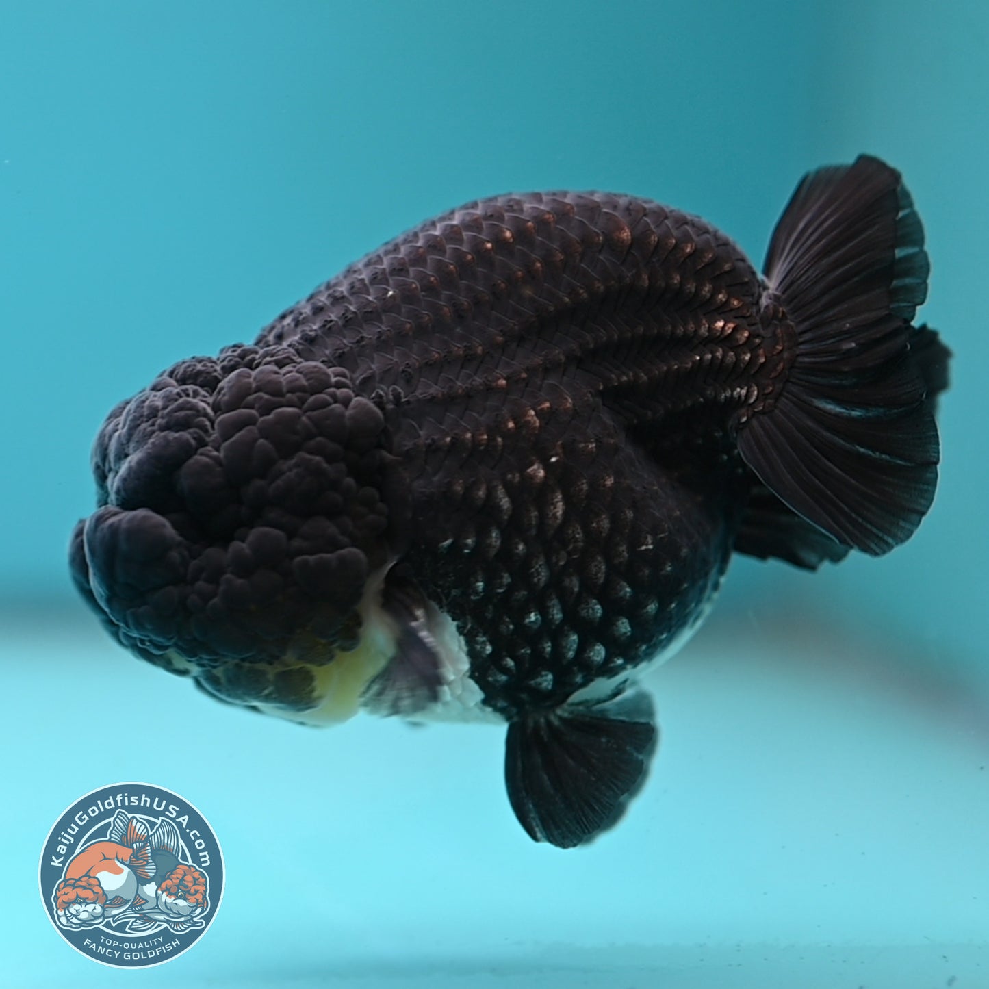 Platinum Ranchu 4 inch Body (250613_RC01)