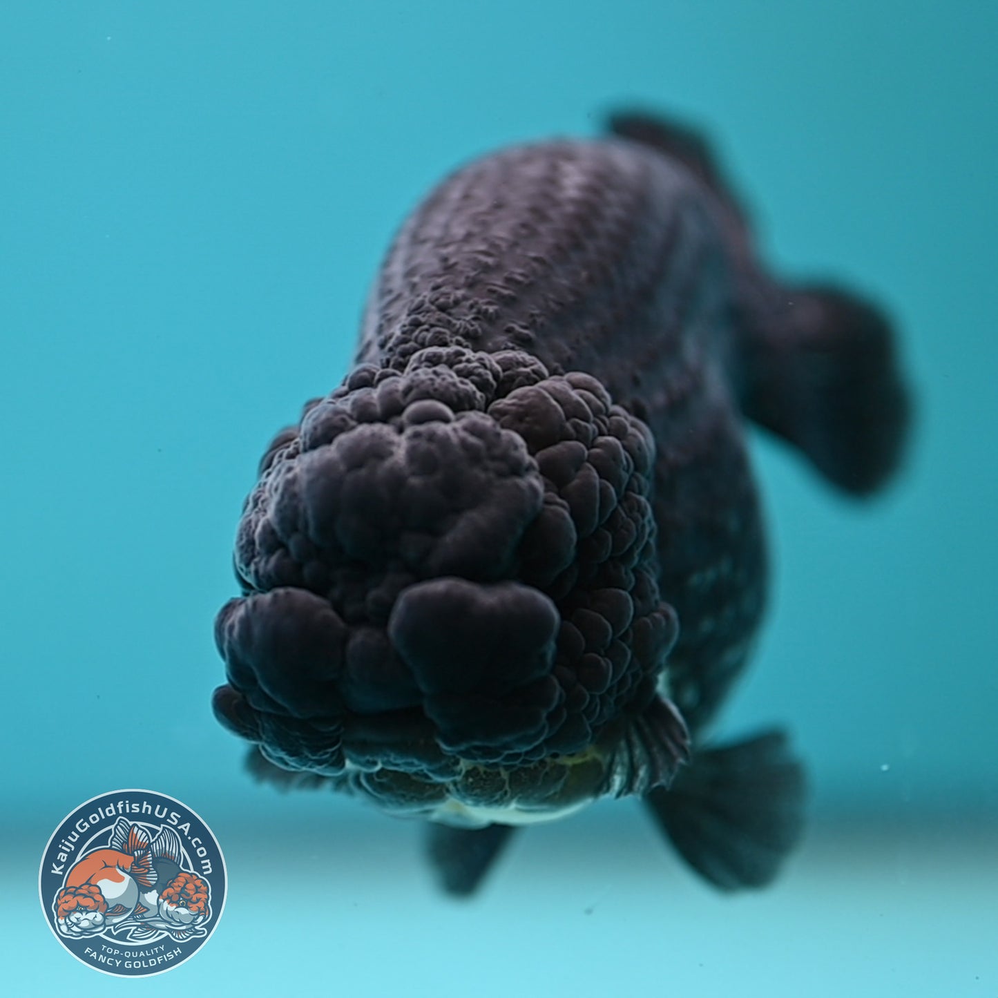 Platinum Ranchu 4 inch Body (250613_RC01)