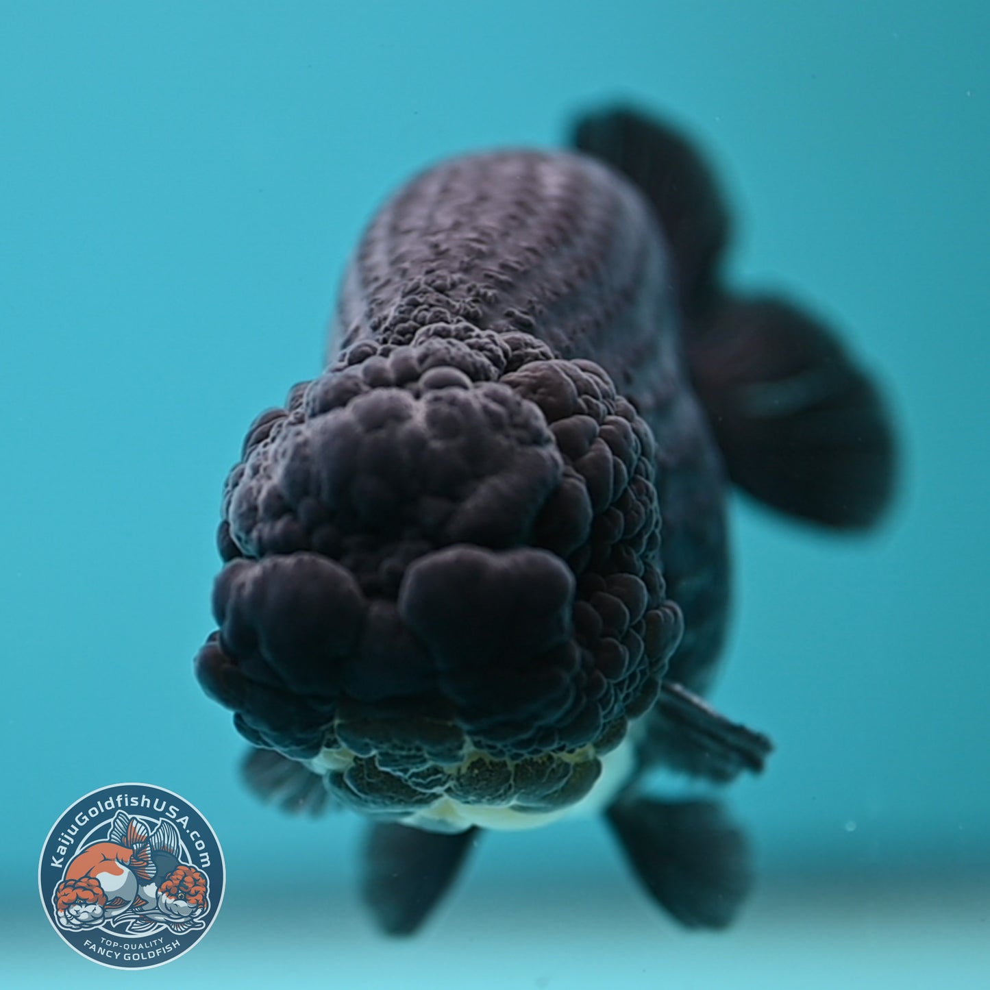 Platinum Ranchu 4 inch Body (250613_RC01)
