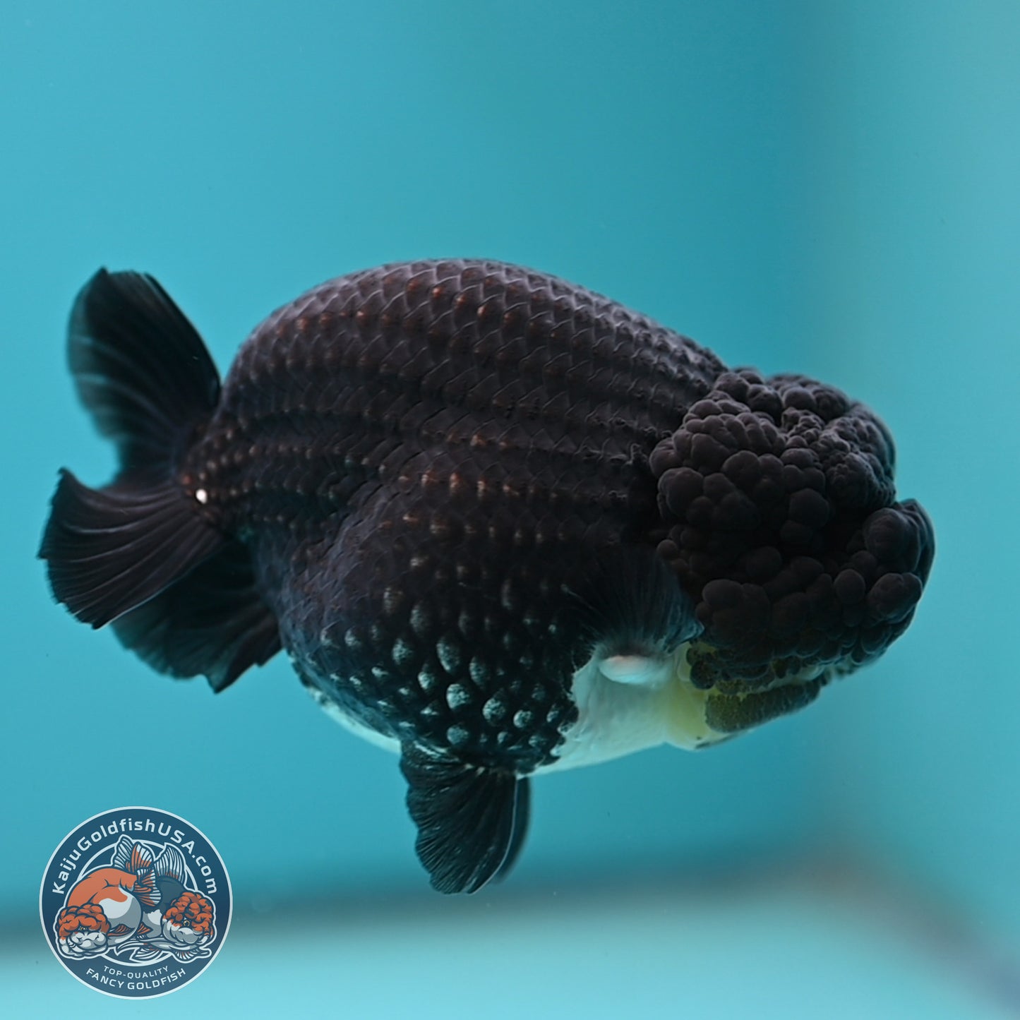 Platinum Ranchu 4 inch Body (250613_RC01)