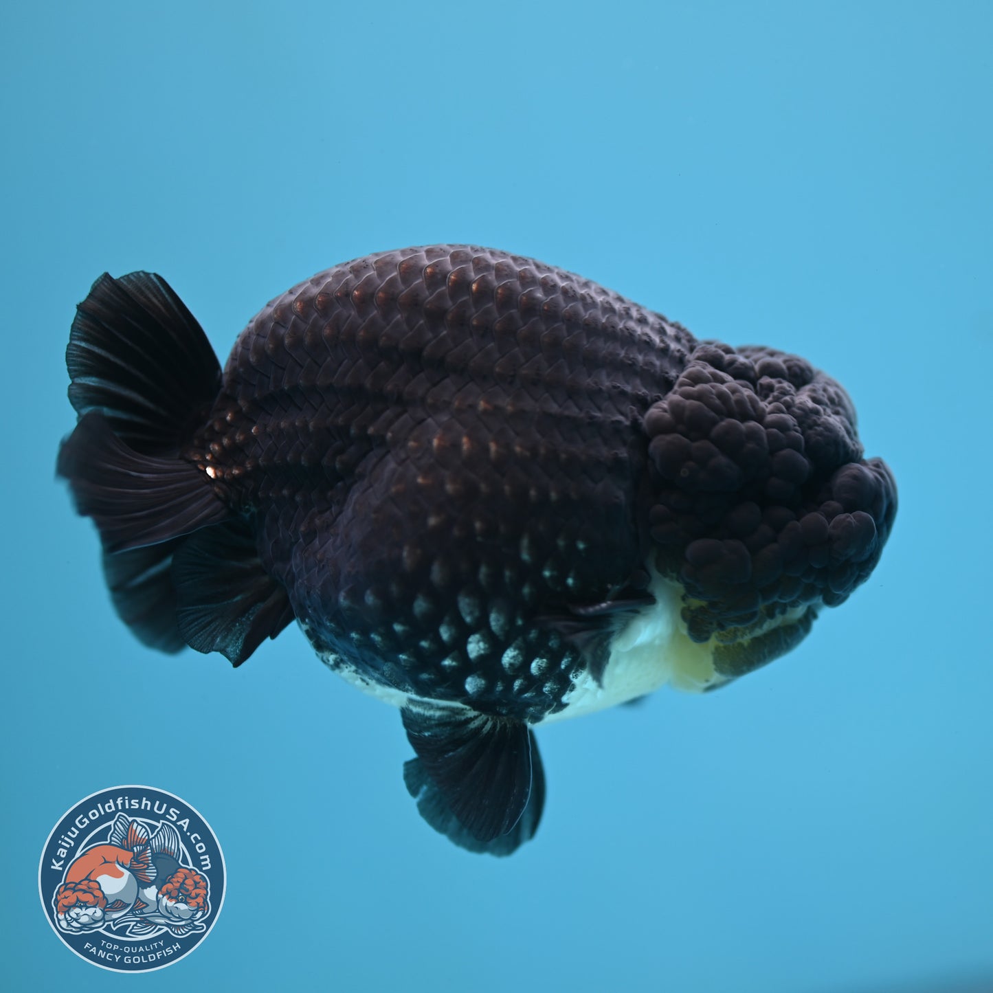 Platinum Ranchu 4 inch Body (250613_RC01)